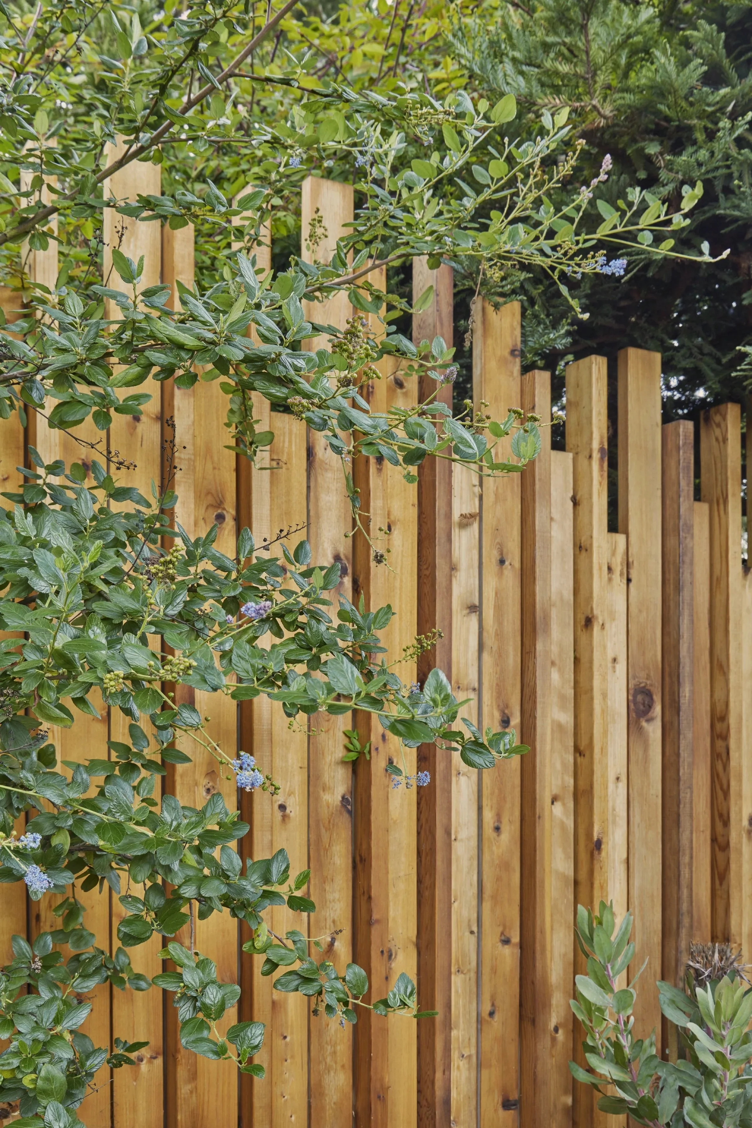 A wooden fence with vertical planks and green leafy plants with small purple flowers growing in front of it.