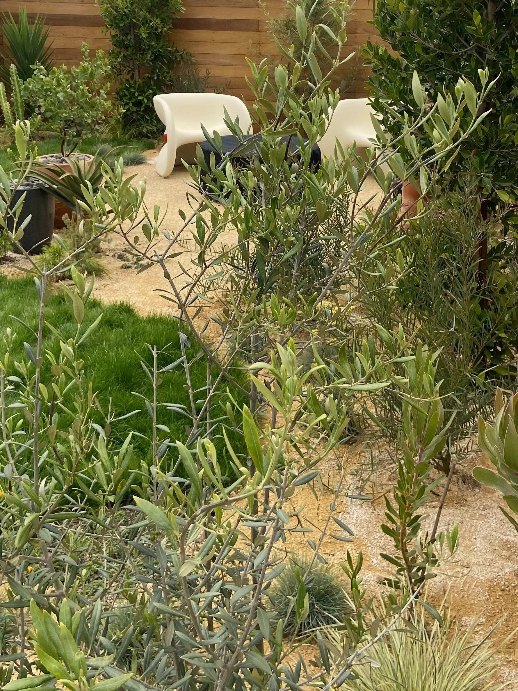 A garden with various plants, small trees, a patch of green grass, and two white modern chairs in the background.