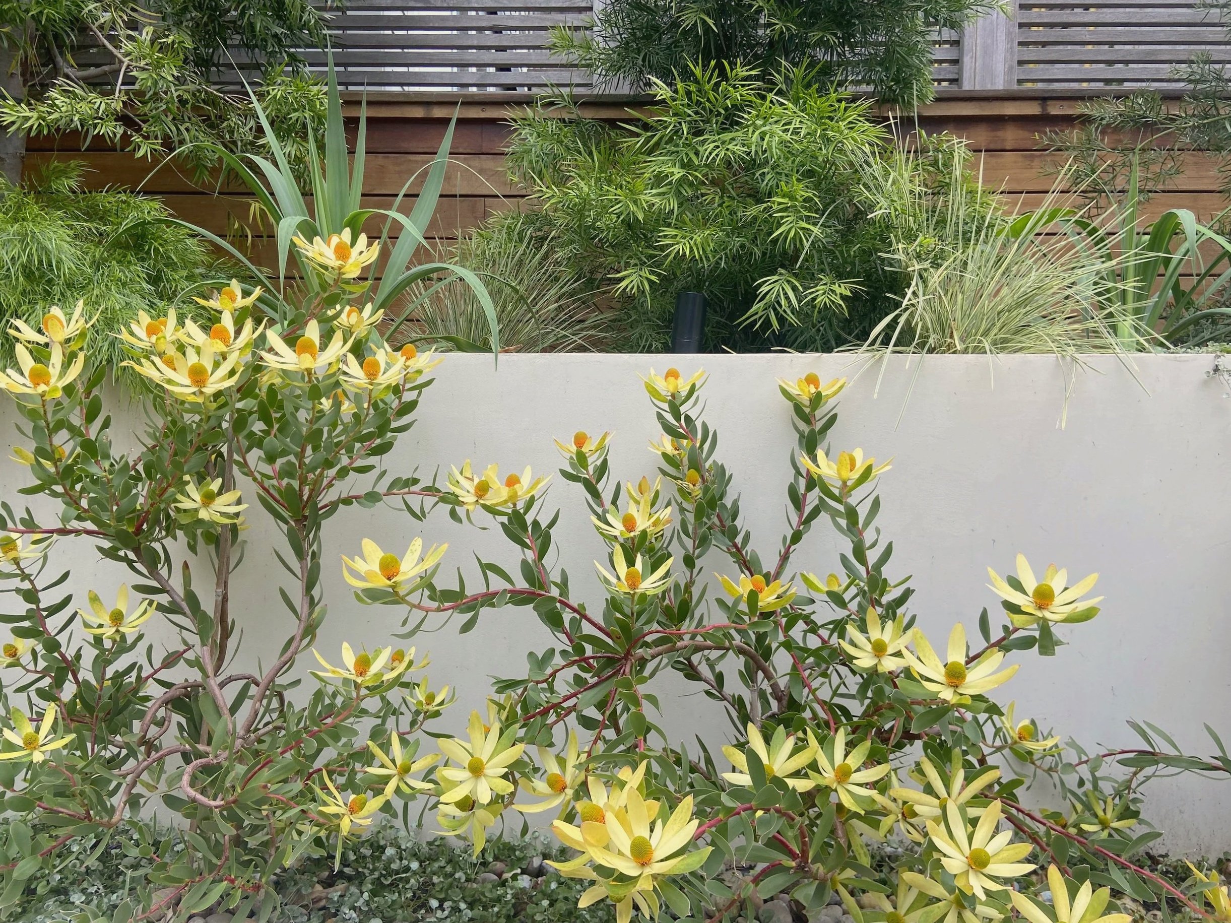 Garden scene with yellow flowering plants in front of a white wall, and various green foliage including grasses and shrubs behind.