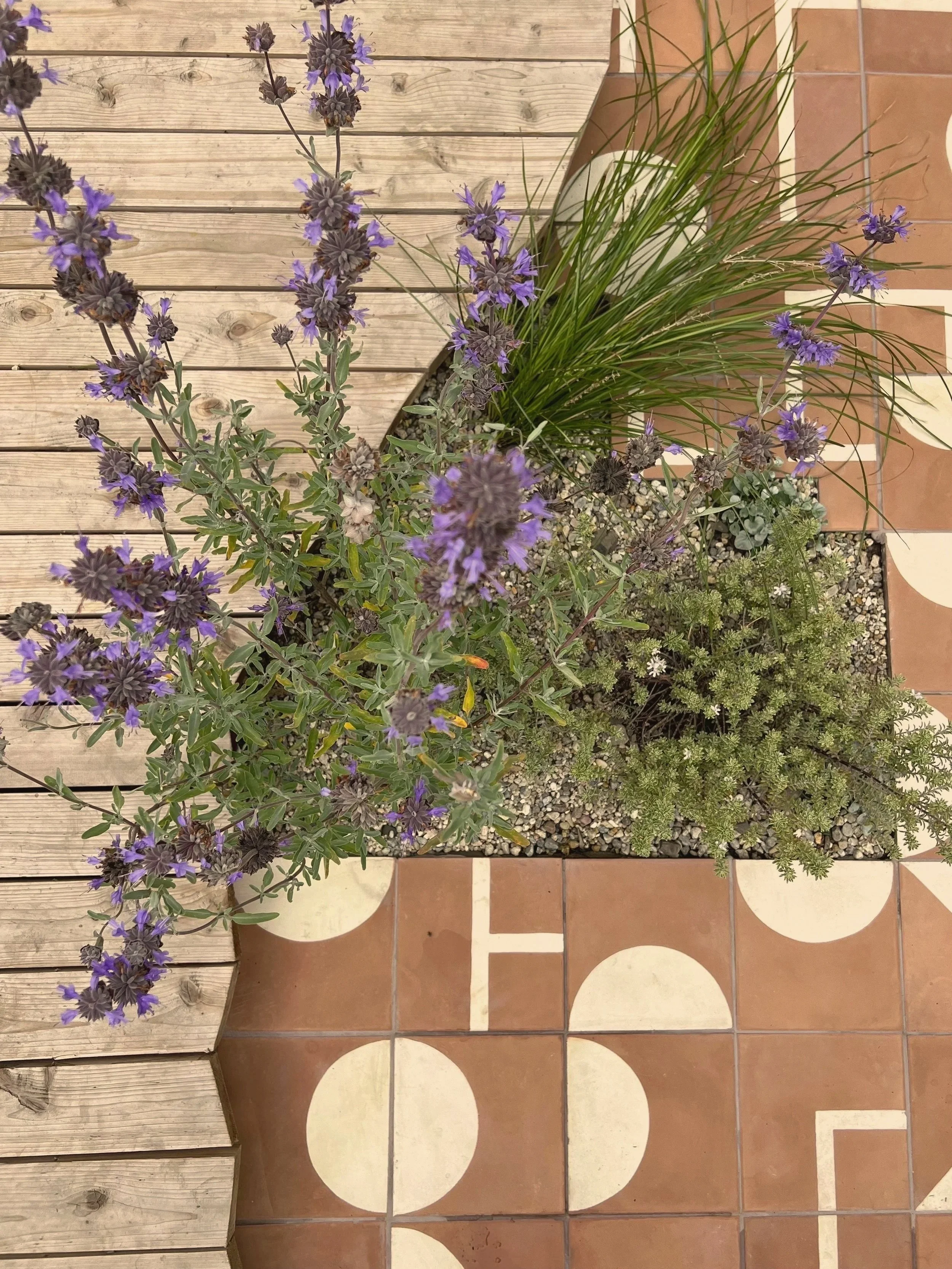A square planter box with purple flowering plants, green grass, and leafy green shrubs, set on a decorative tiled floor next to a wooden deck.