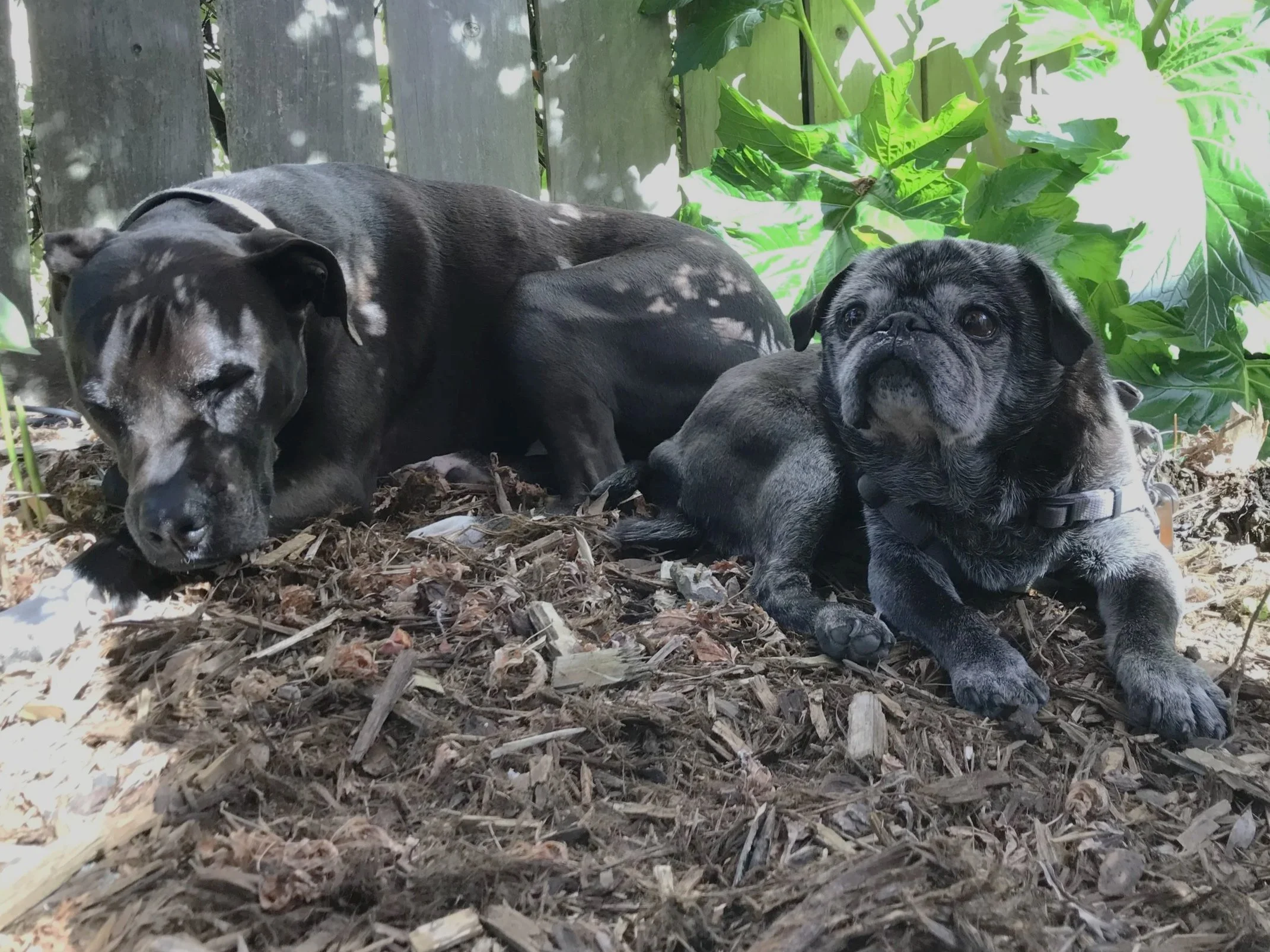 Two dogs, a Great Dane and a pug, resting on the ground in a garden with wood chips and green leafy plants in the background.