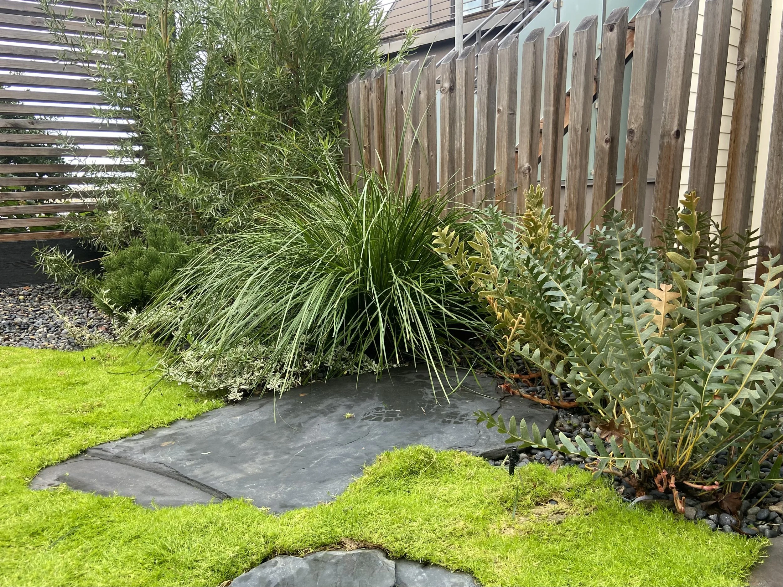 A small garden with green grass, tall ornamental grasses, and leafy plants with a wooden fence in the background.