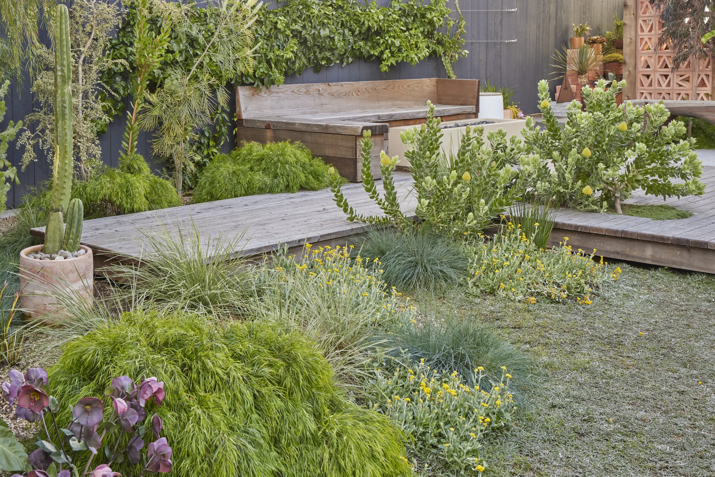 A backyard garden with a wooden deck, various green plants, a cactus in a terracotta pot, and colorful flowers, enclosed by a dark fence.