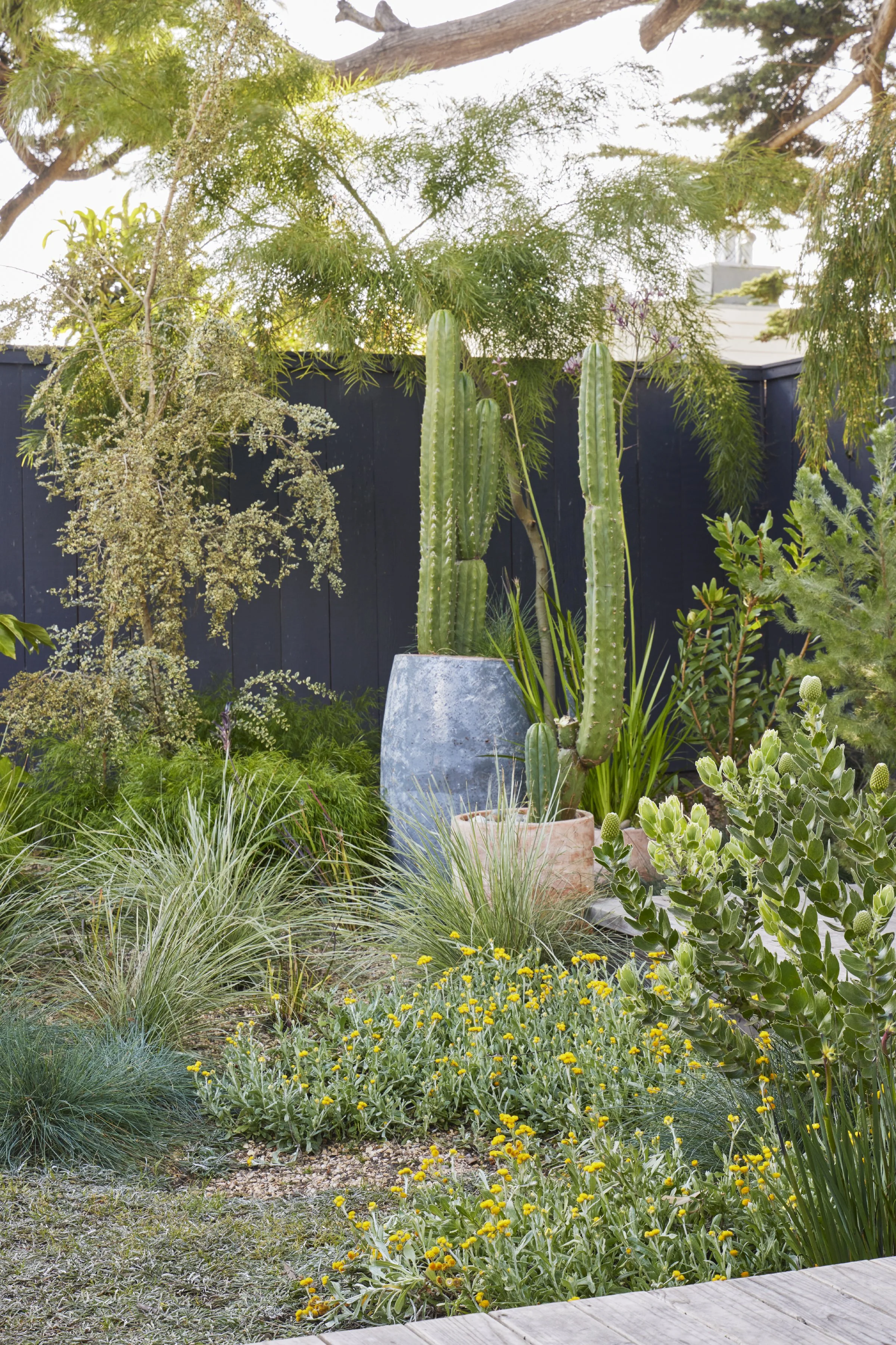 A garden with various green plants, including tall cacti in large pots, surrounded by grass and small yellow flowers, with a black fence in the background.