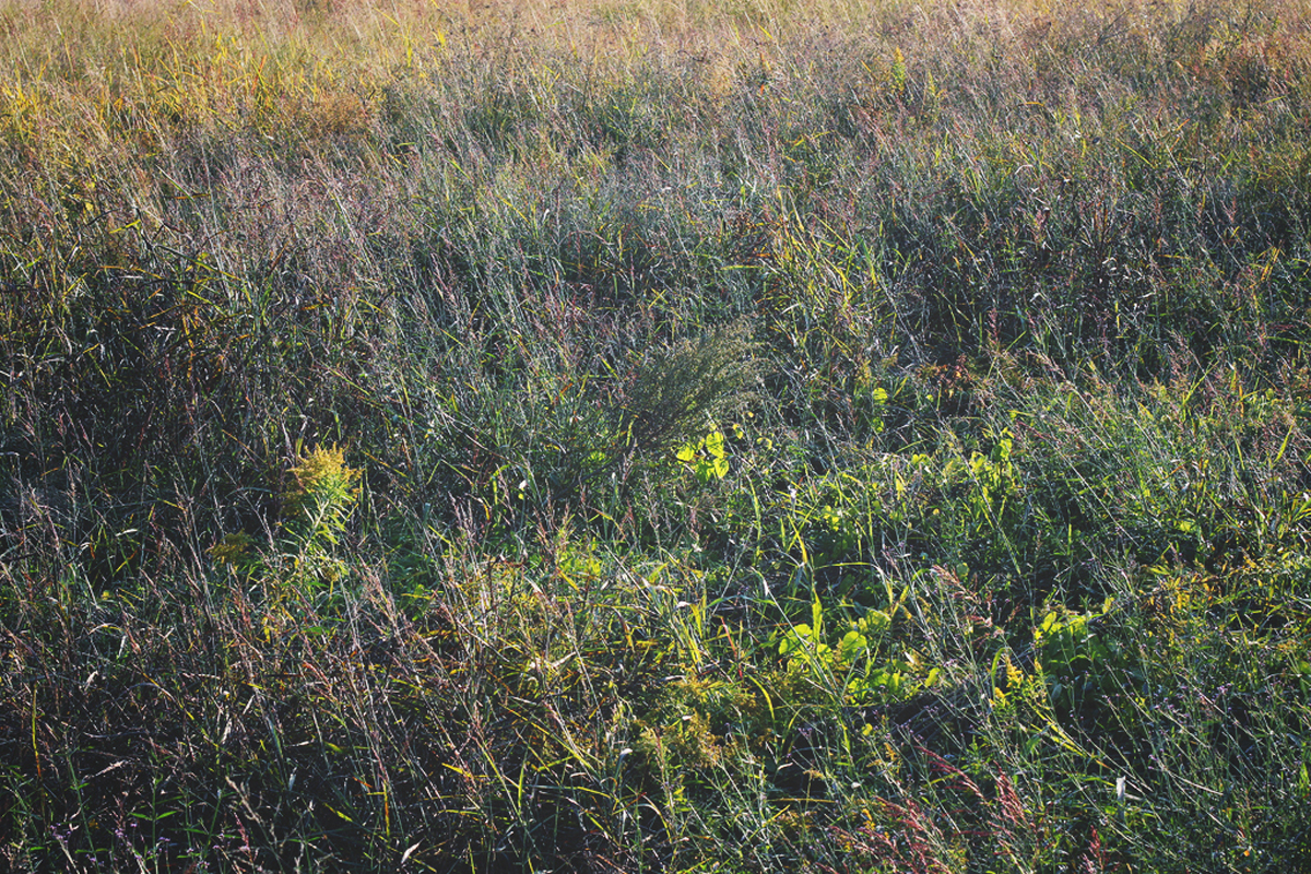 yskmyk0387.jpg
