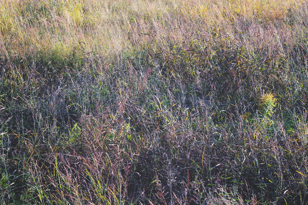yskmyk0388.jpg