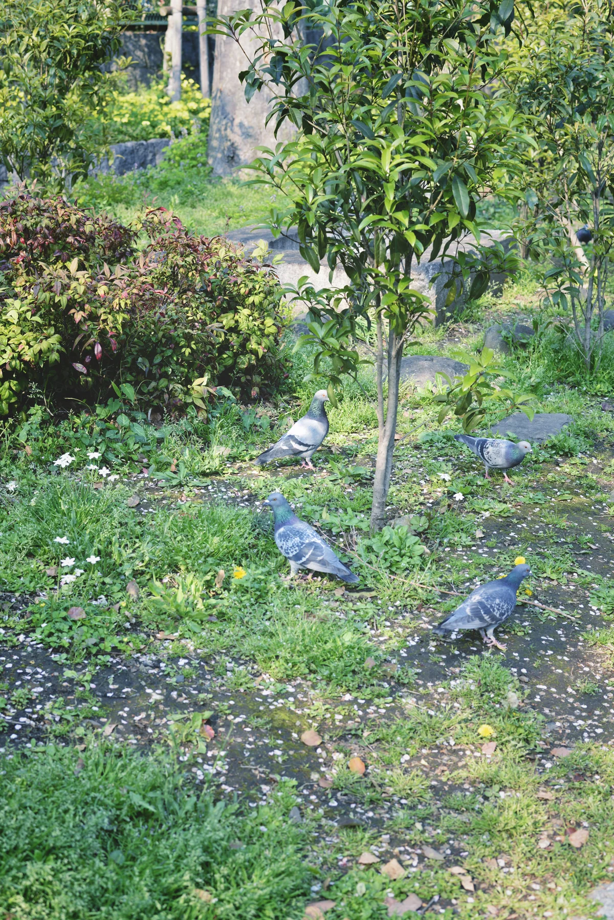 yskmyk0830.jpg