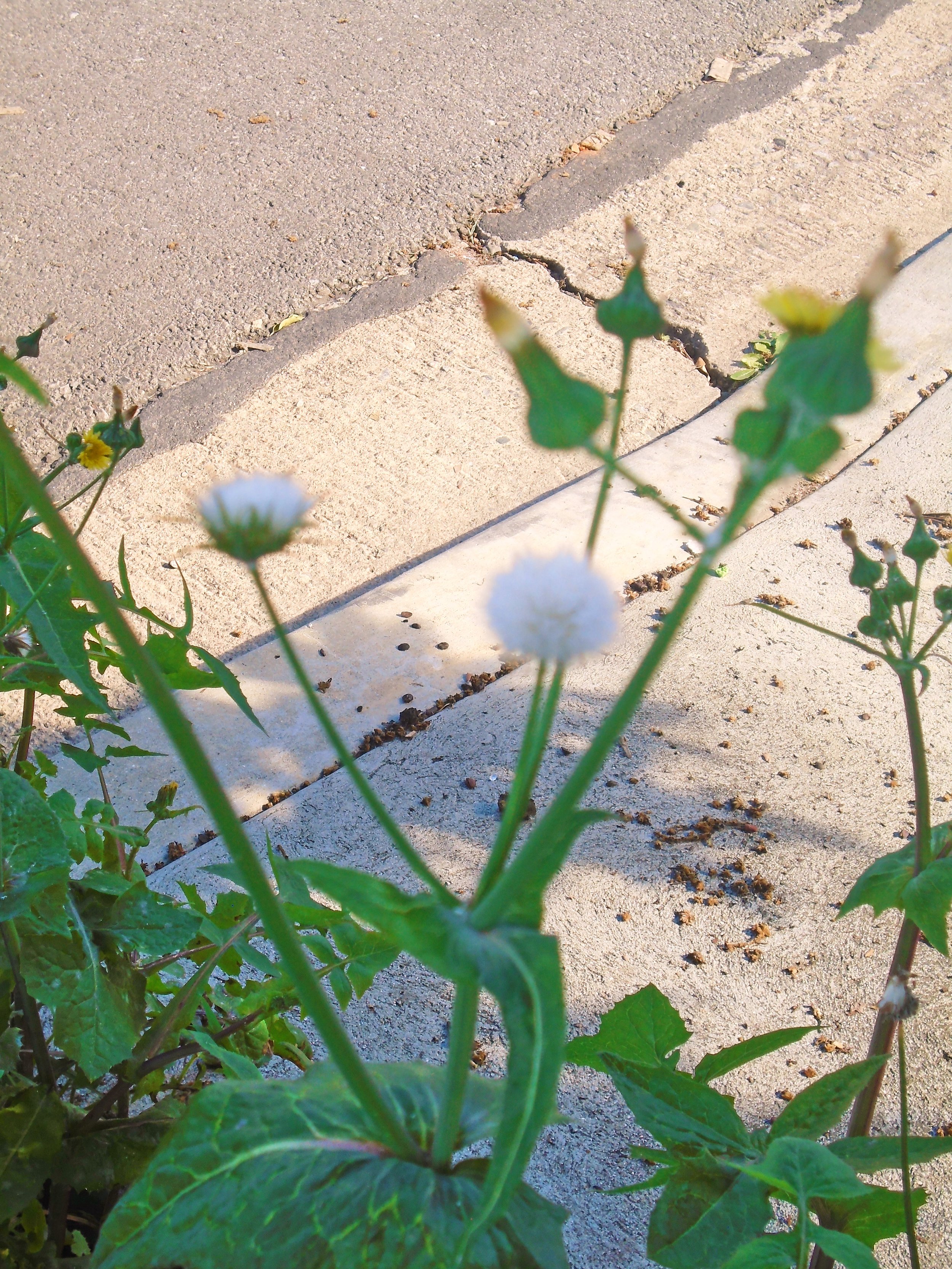 Close-up of green plants with large leaves in front of a cracked concrete sidewalk.