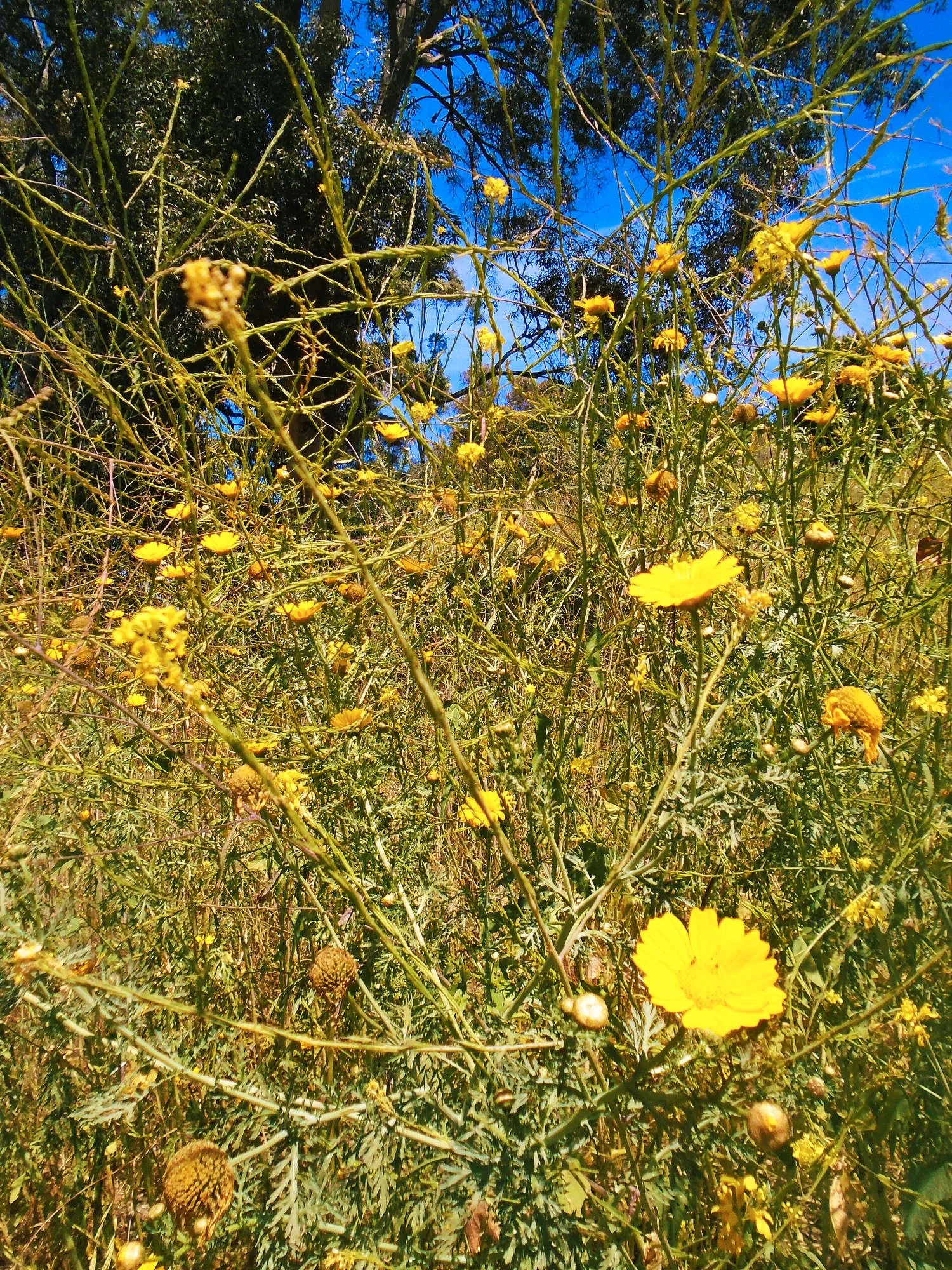 DSC04535.JPG