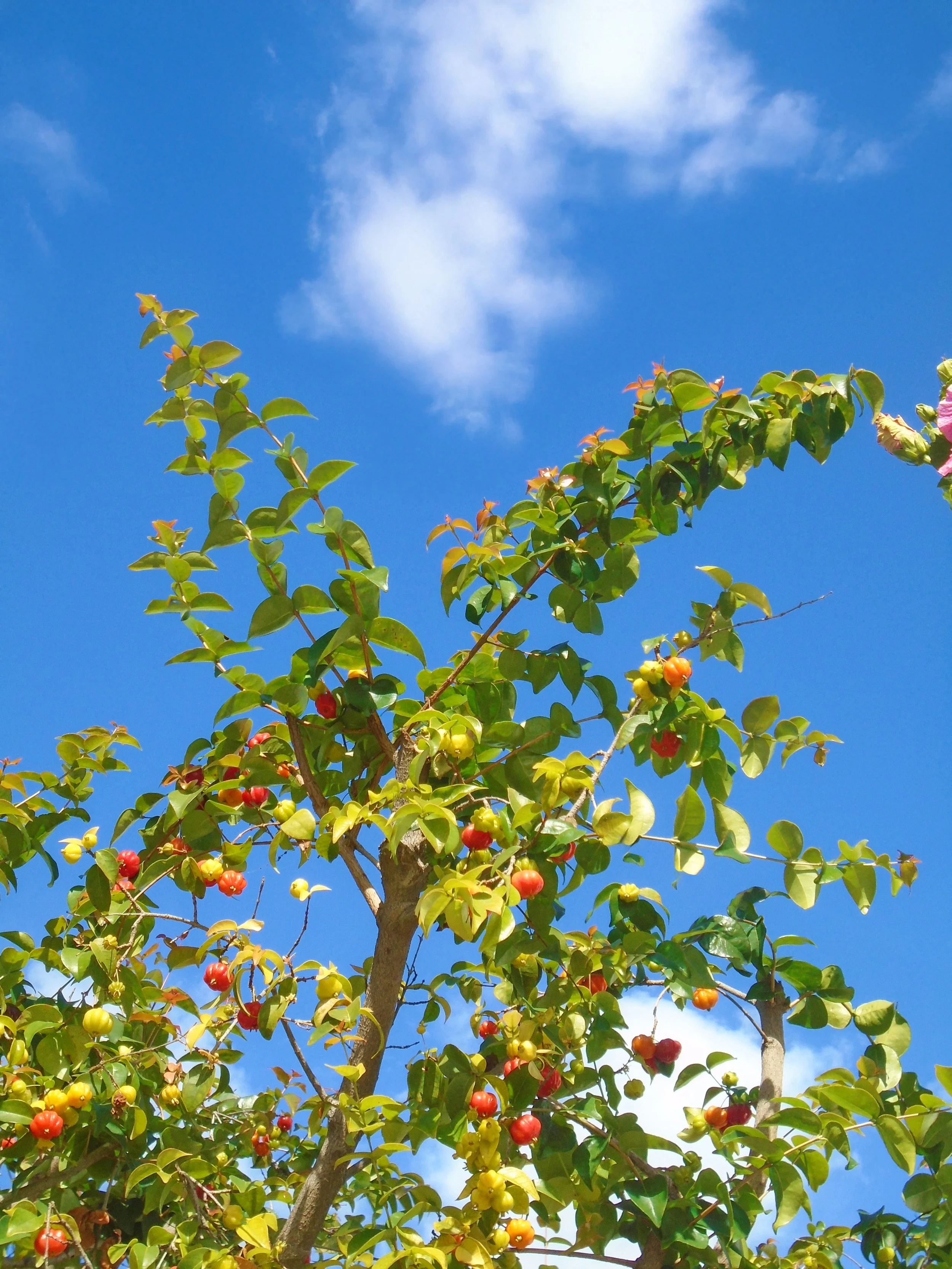 A tree with green leaves and small, round red, yellow, and orange berries against a bright blue sky with a few white clouds.