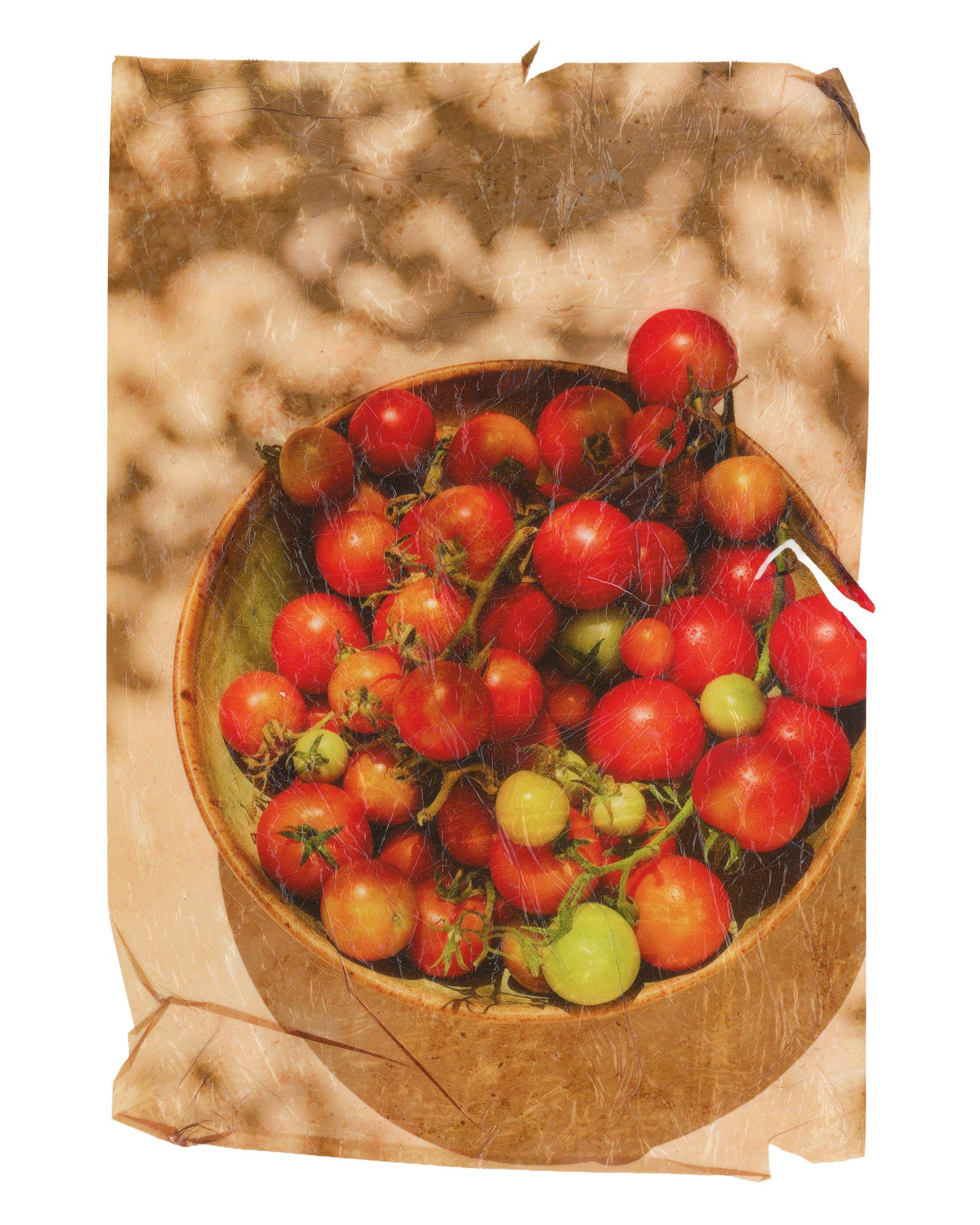 tomatoesTransfer.JPG