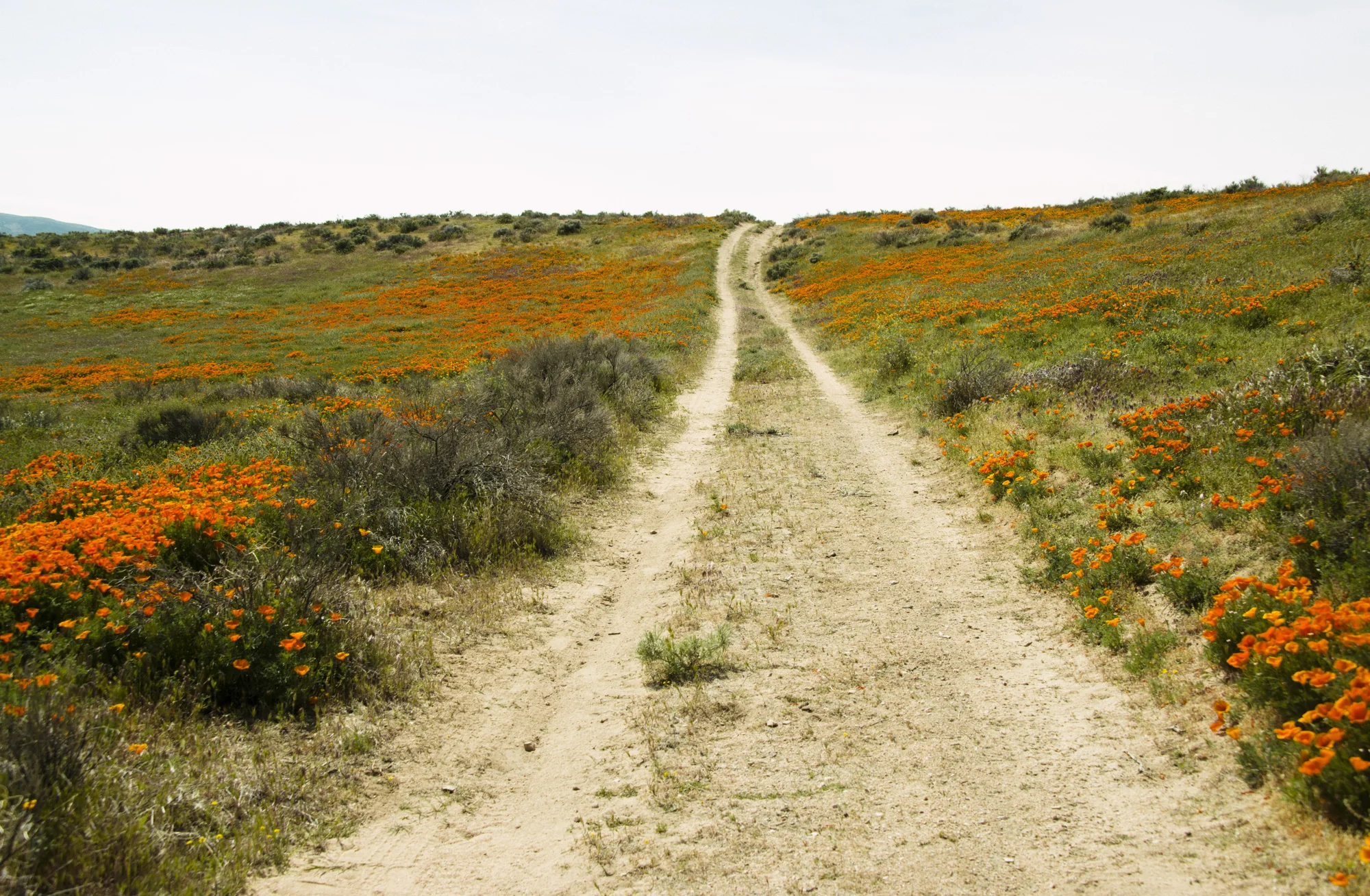 Smelling the flowers- Antelope Valley California Poppy Edition 