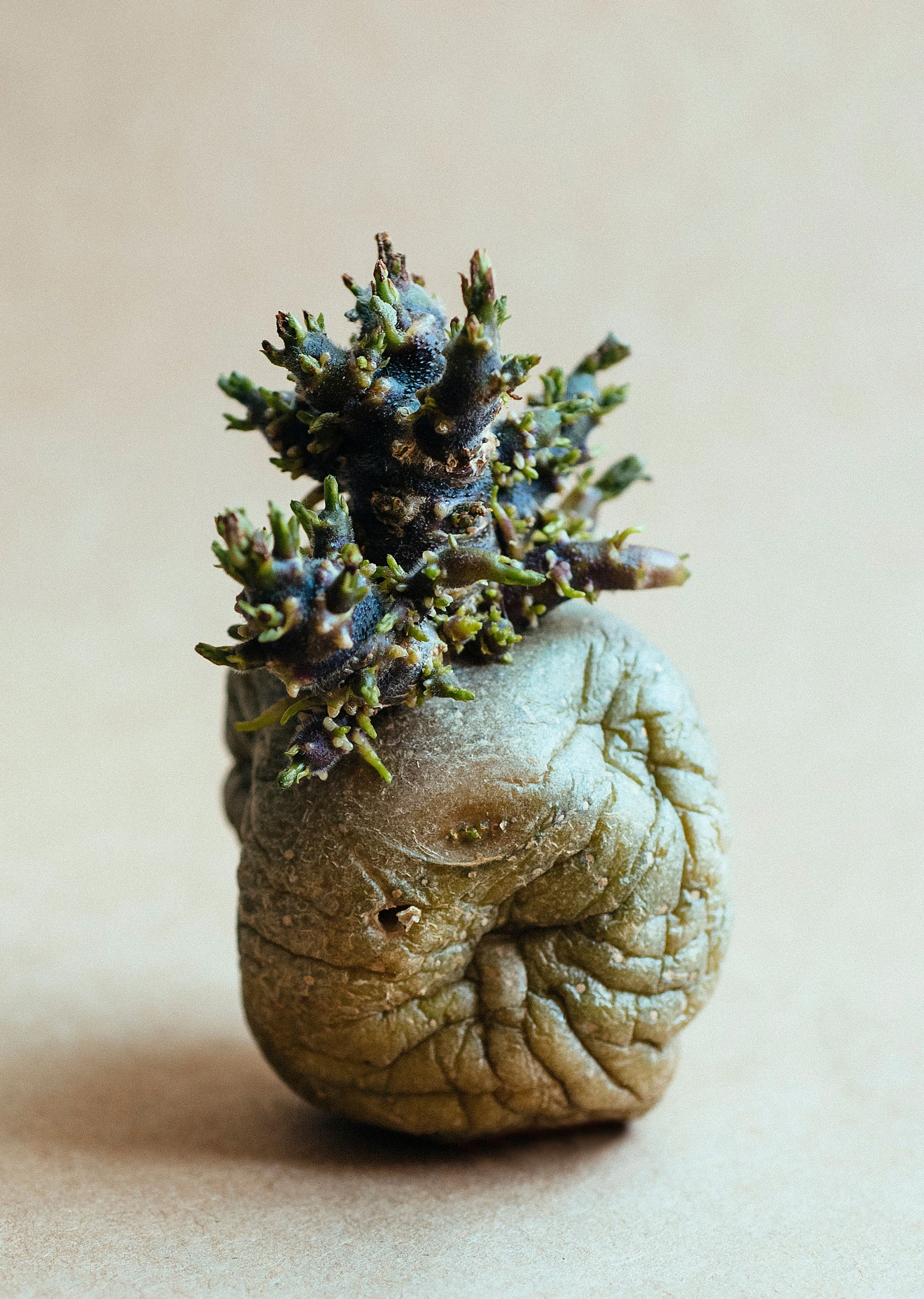 Sprouted potato