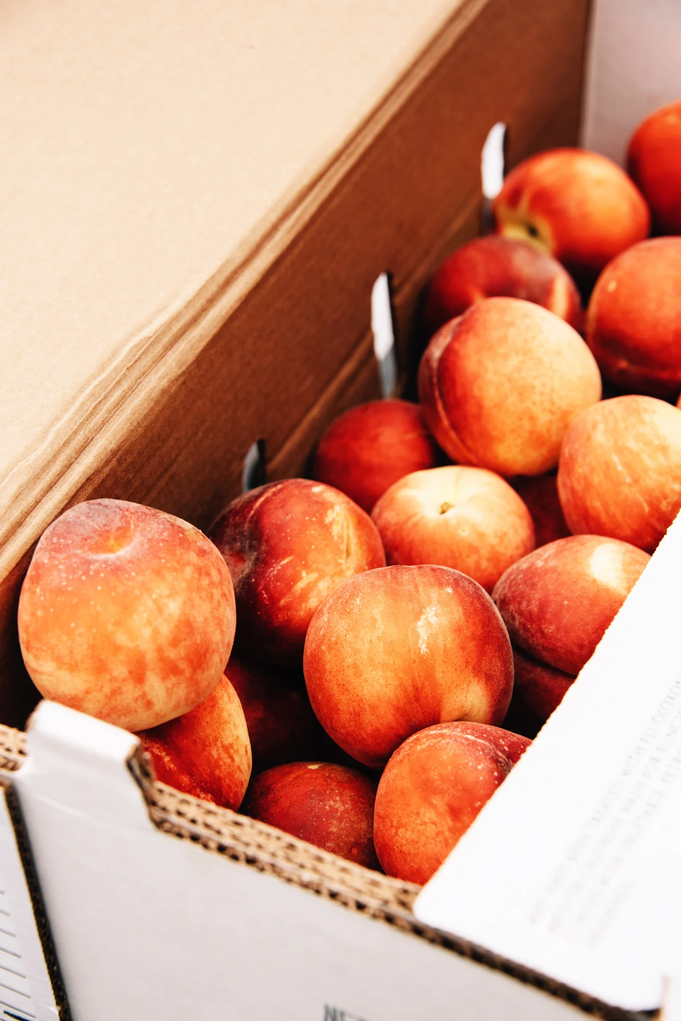FoodForward_RebeccaPeloquin_010.JPG