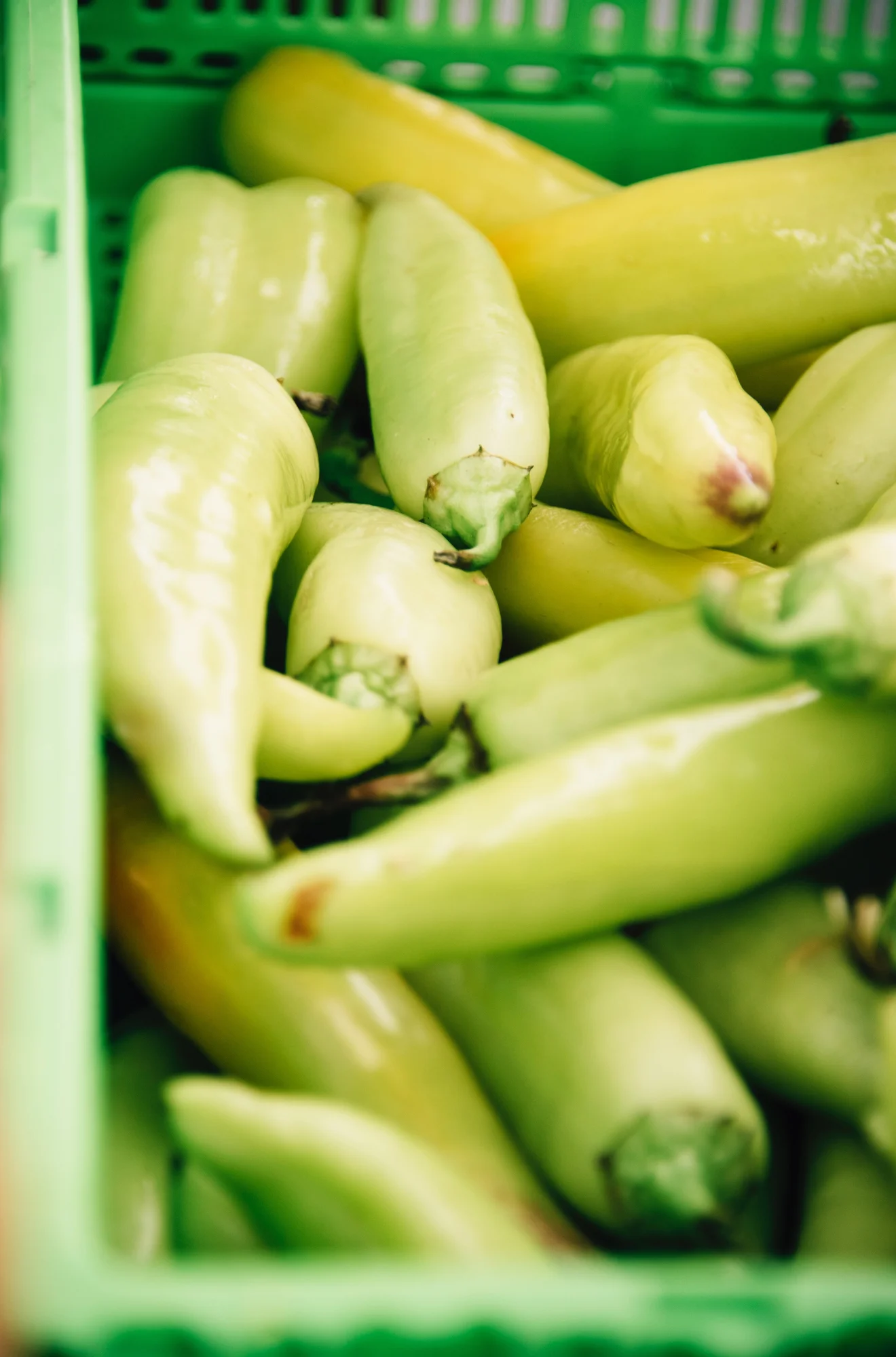 FoodForward_RebeccaPeloquin_016.JPG