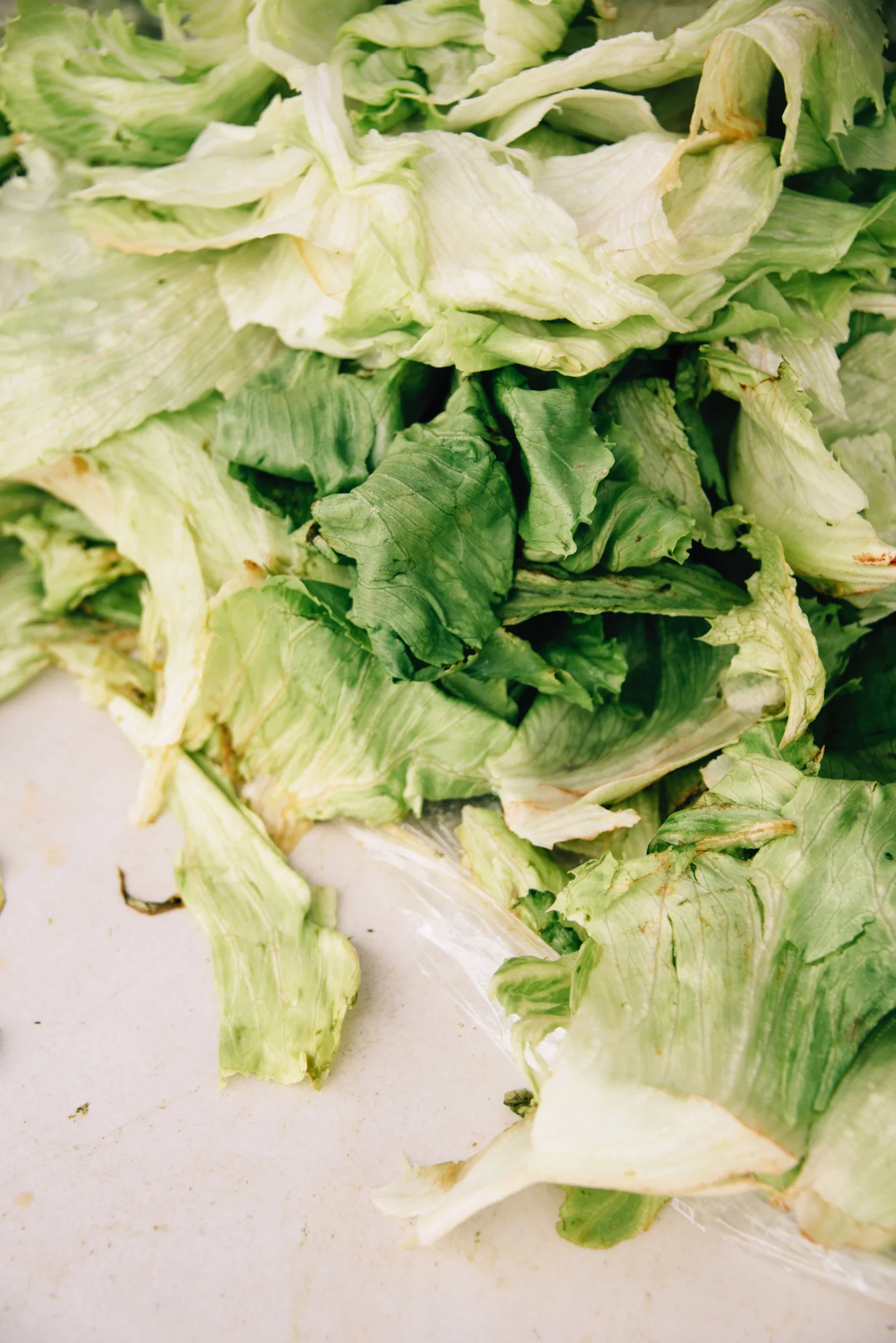 FoodForward_RebeccaPeloquin_021.JPG