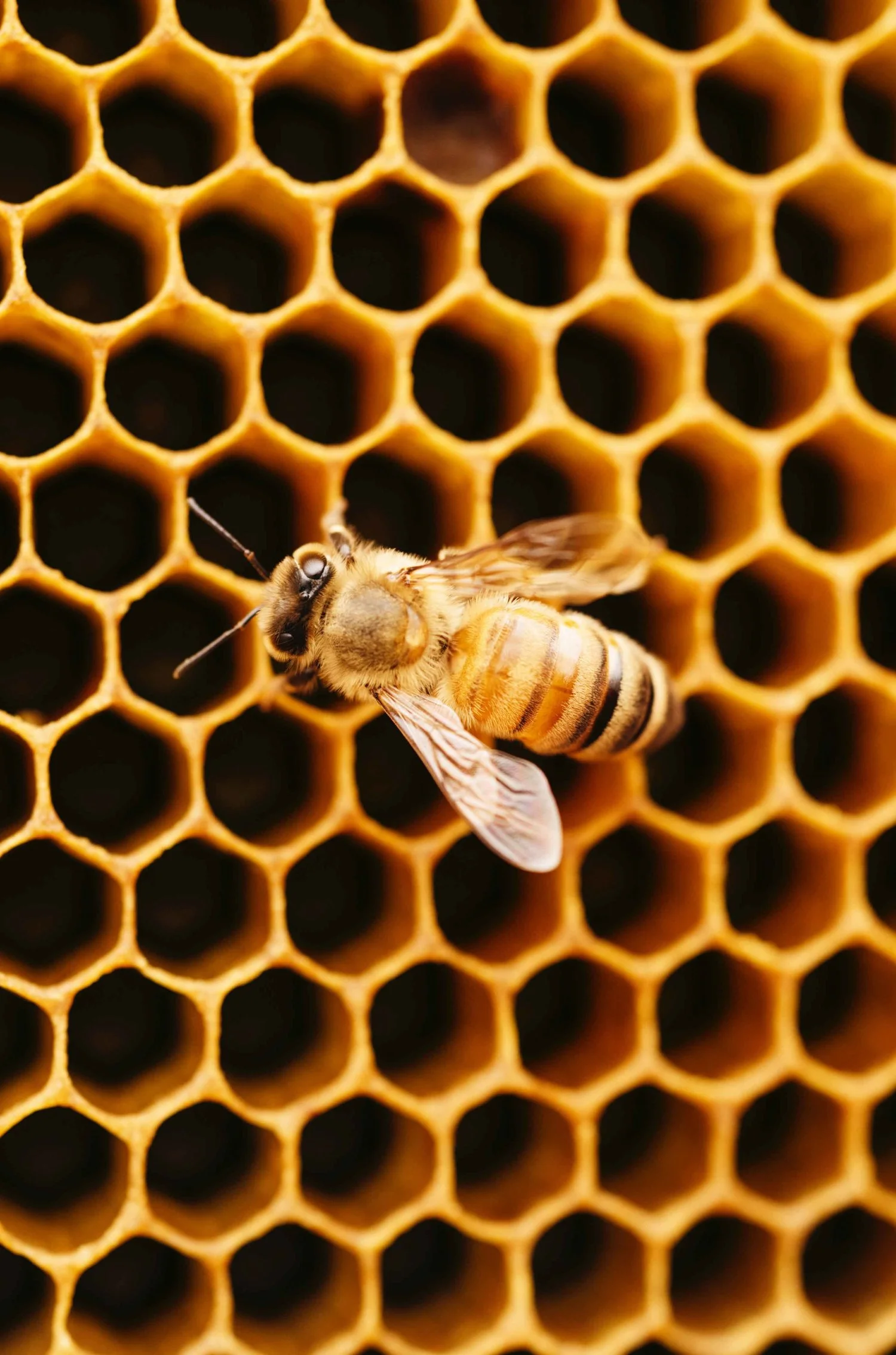 This is a bee in case you have never seen a bee. Which would be weird right? I mean who hasn’t seen a bee….right? OK BYE.