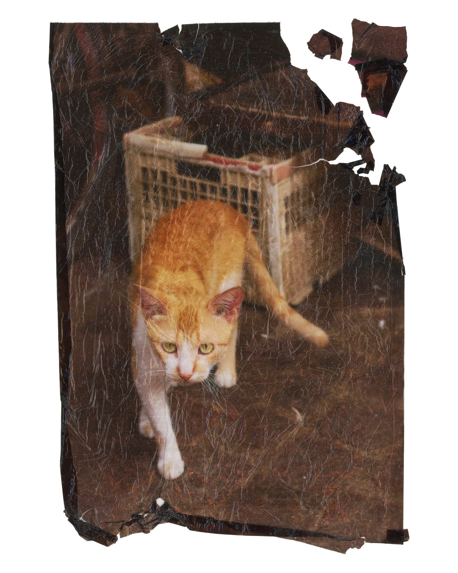 MoroccoCat.JPG