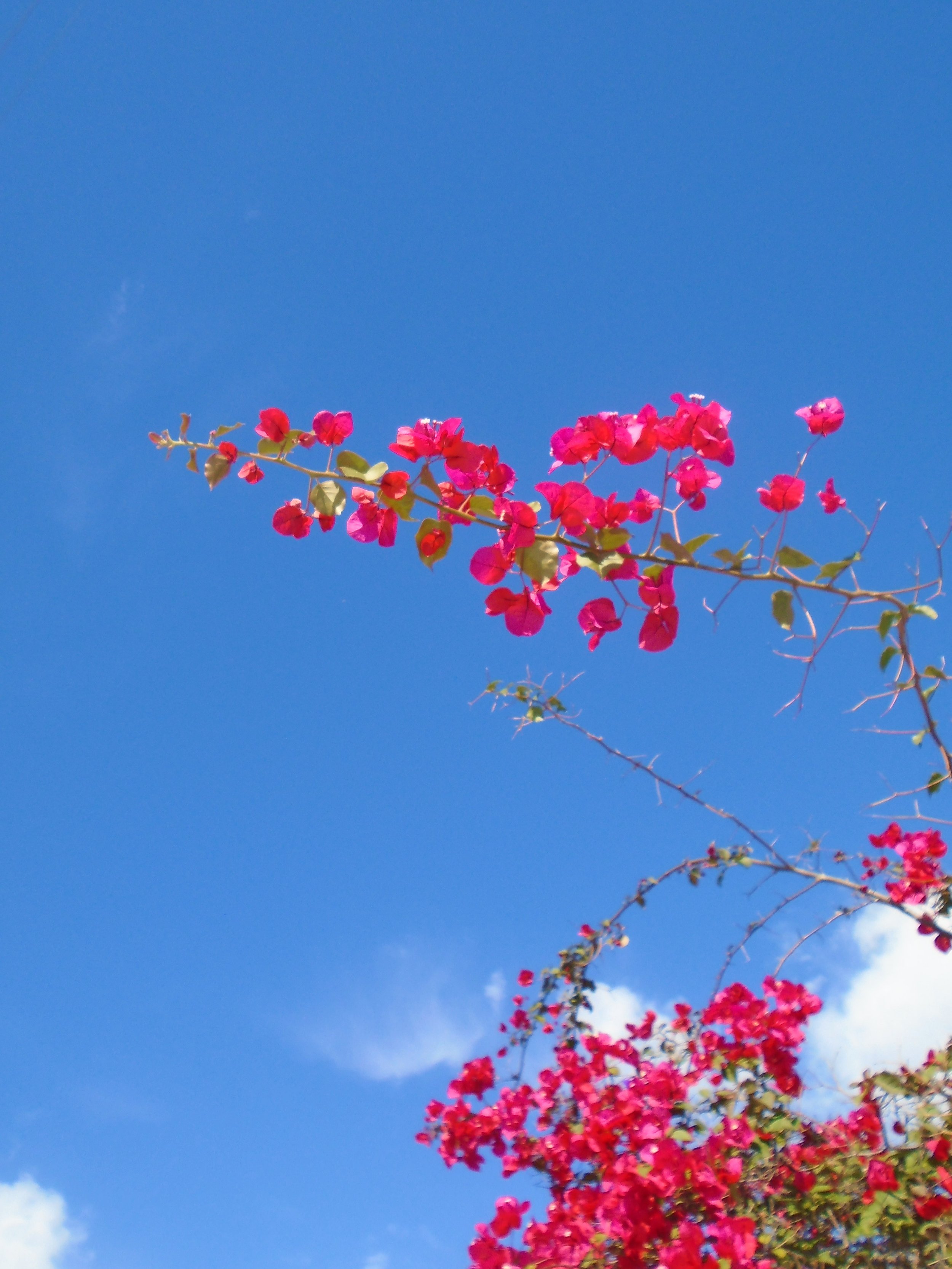 Bright pink bougainvillea flowers against a clear blue sky with a few clouds.