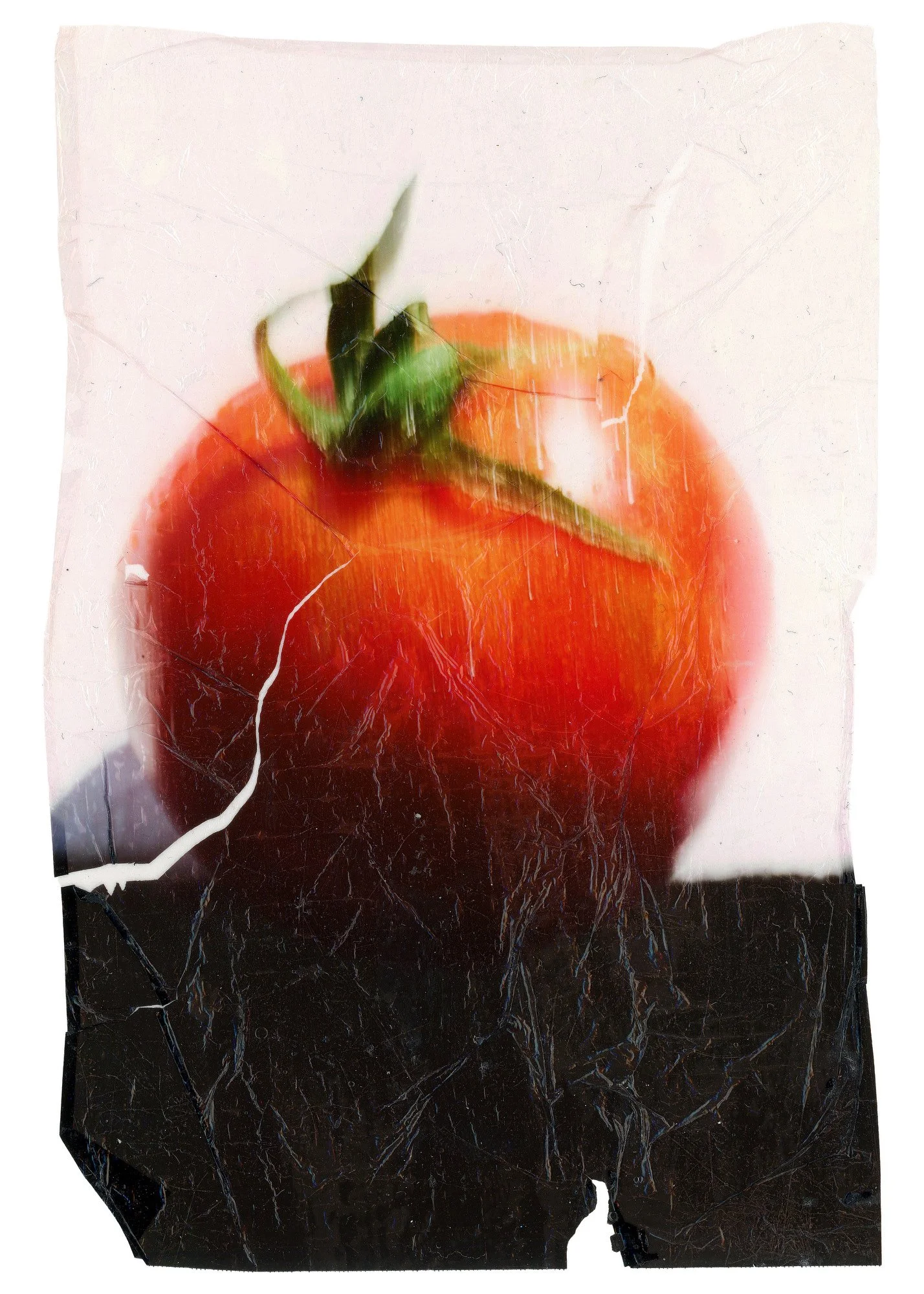 TomatoTransfer.JPG