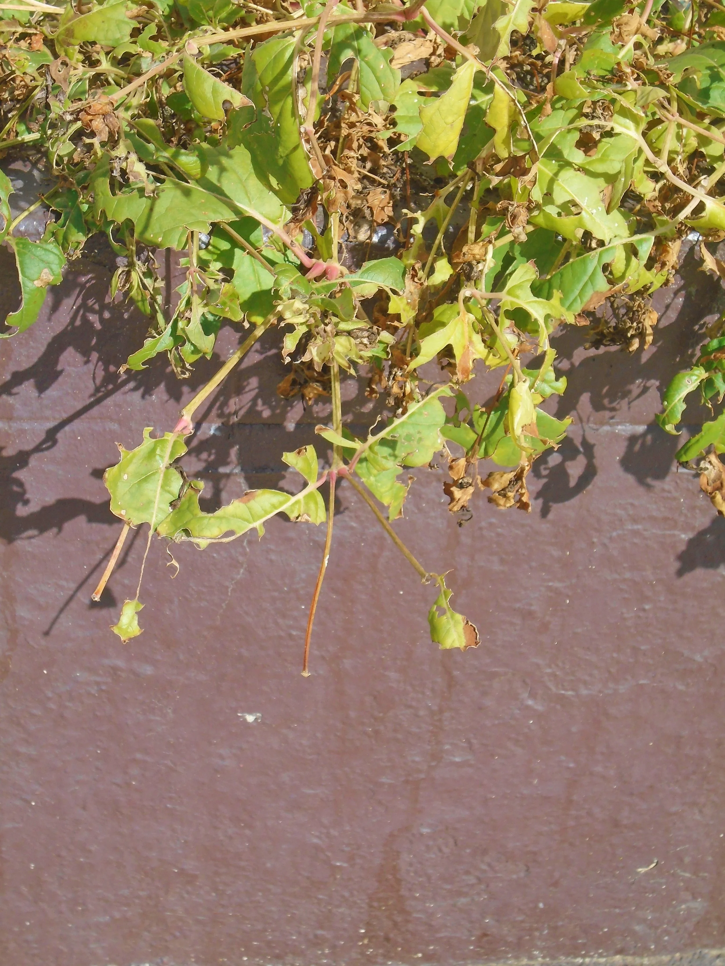 Wilted and dried leaves and stems of a plant hanging downward against a brown textured surface.