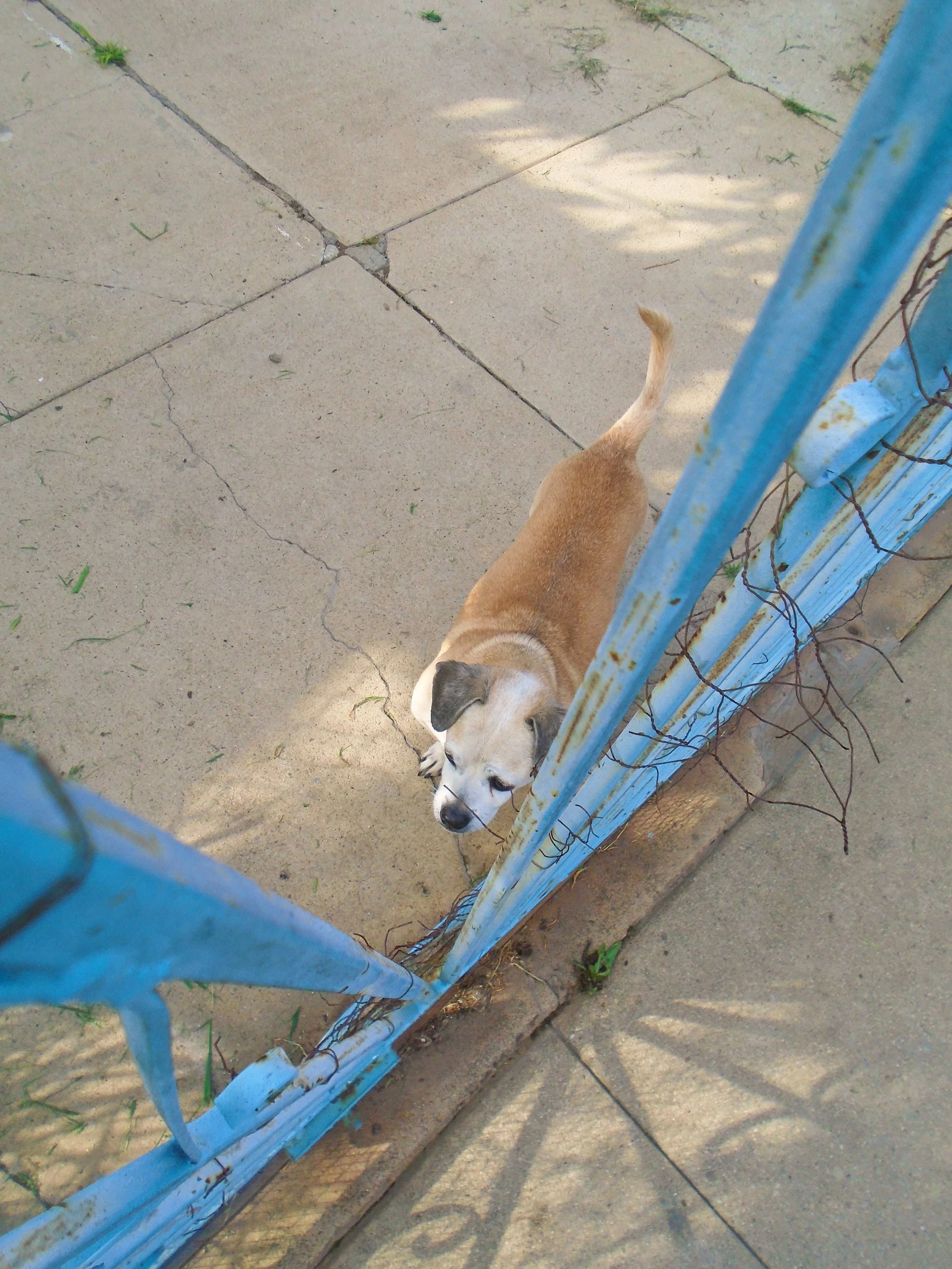 A small tan and white puppy with black markings on its face stands on a concrete sidewalk, partially obscured by a blue metal gate with rust and barbed wire.