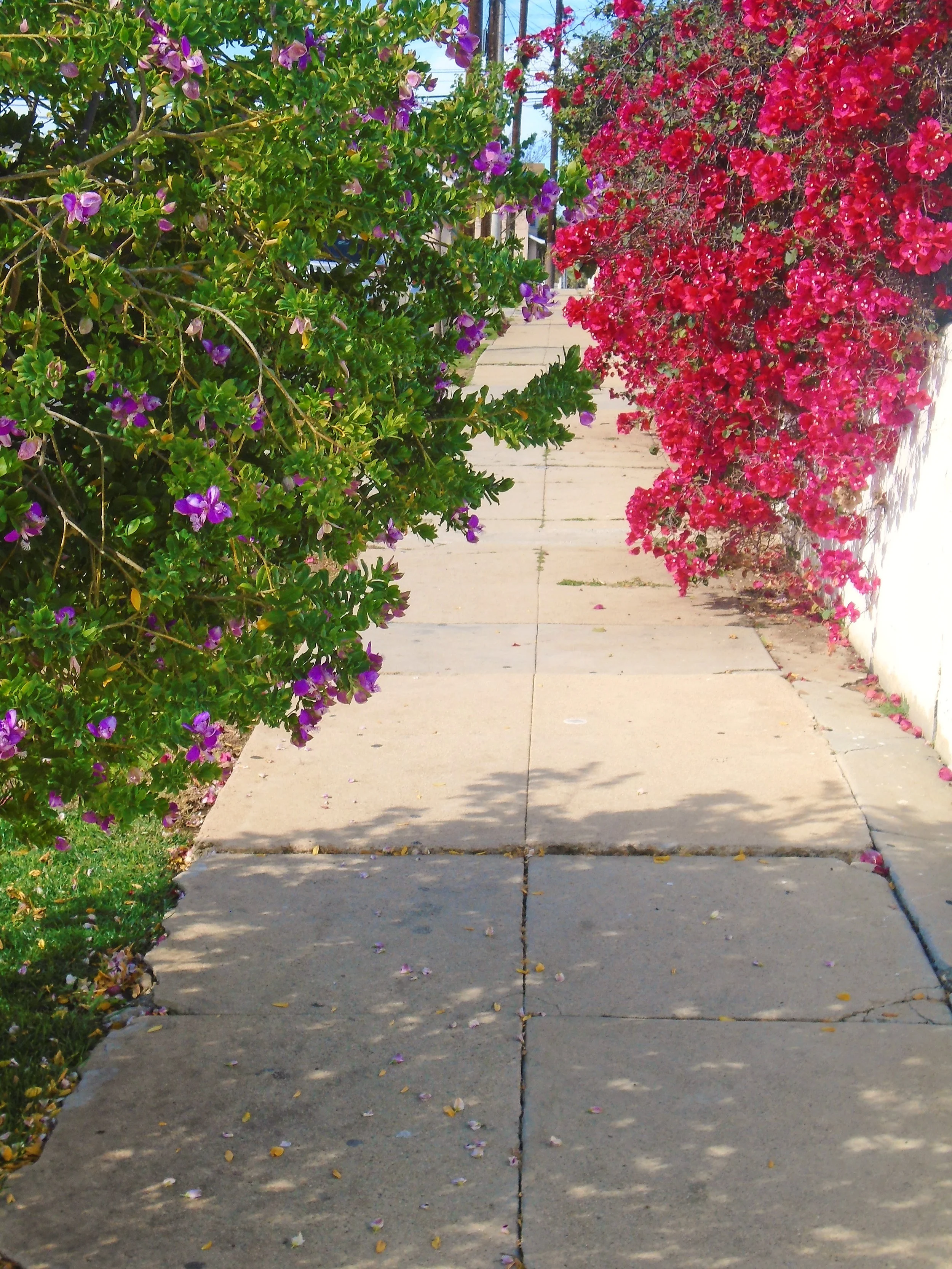 A concrete sidewalk pathway flanked by bushes with purple and pink flowers, sunlight creating shadows on the sidewalk.