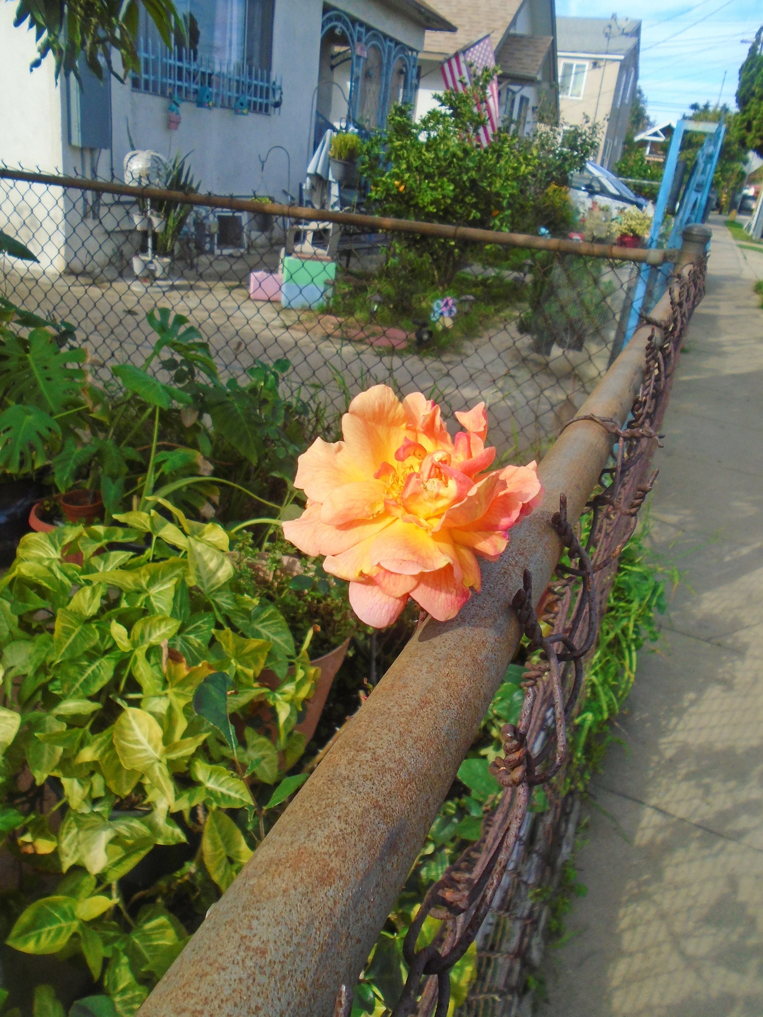 A close-up of an orange-colored flower growing beside a rusty chain-linked fence on a sidewalk, with a garden and residential houses in the background.