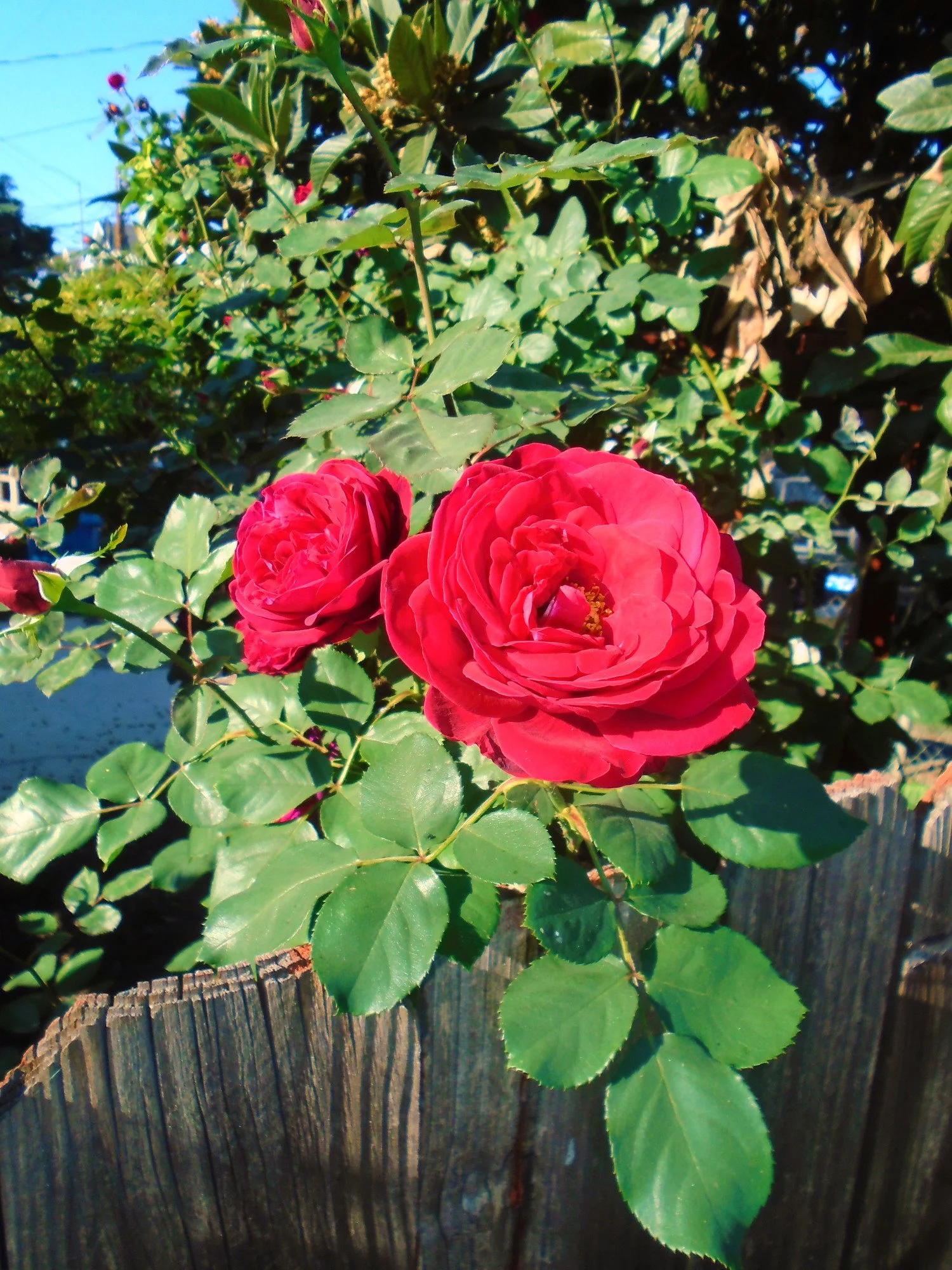 DSC02384.JPG