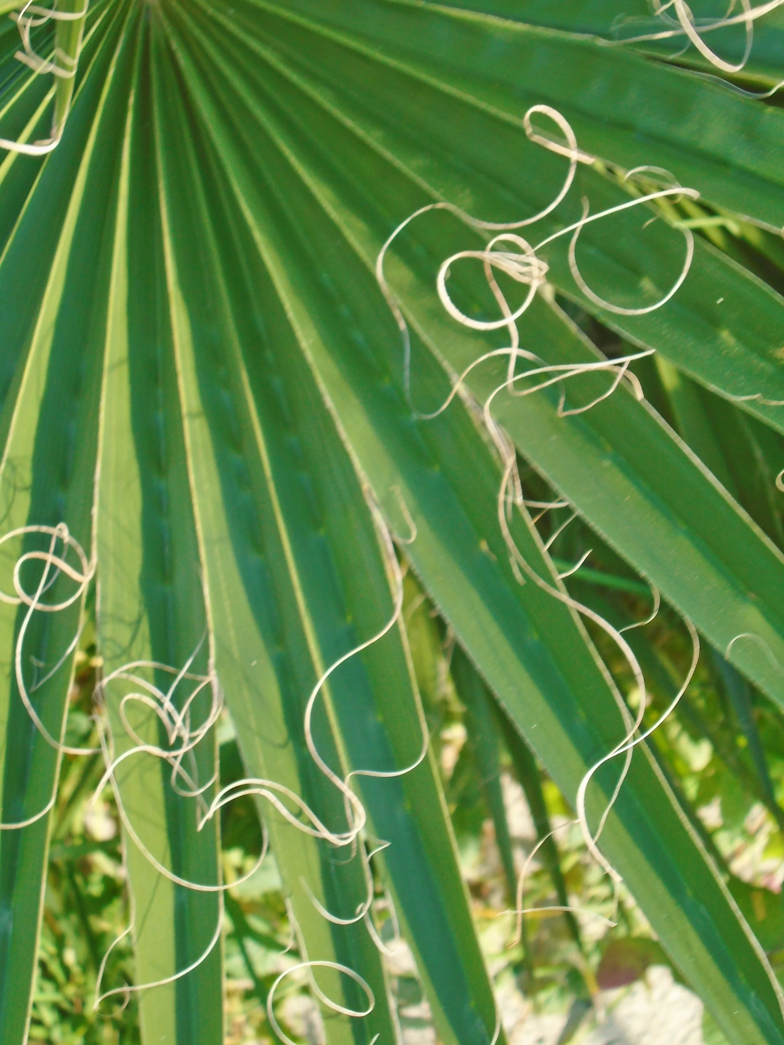Close-up of a flowering plant with long green leaves and curly white tendrils.
