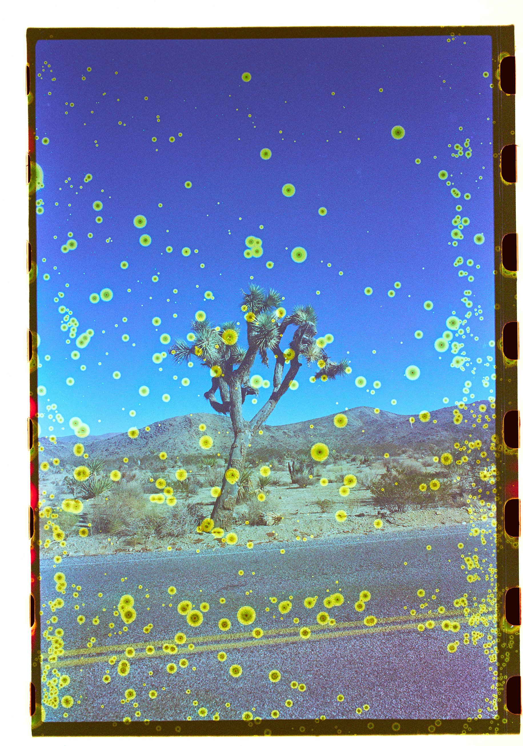 FilmScans4231.jpg