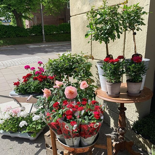 &Auml;ntligen fredag och vi har mycket fina v&auml;xter och blommor till helgen och till morsdag ❤️🌿 Vi budar blommor i Link&ouml;ping. &Ouml;ppet idag fredag till 18, l&ouml;rdag 10-14 och extra &ouml;ppet p&aring; s&ouml;ndag 10-13. V&auml;lkomna 