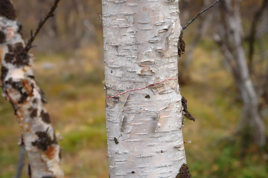 Arctic Birch and road going North