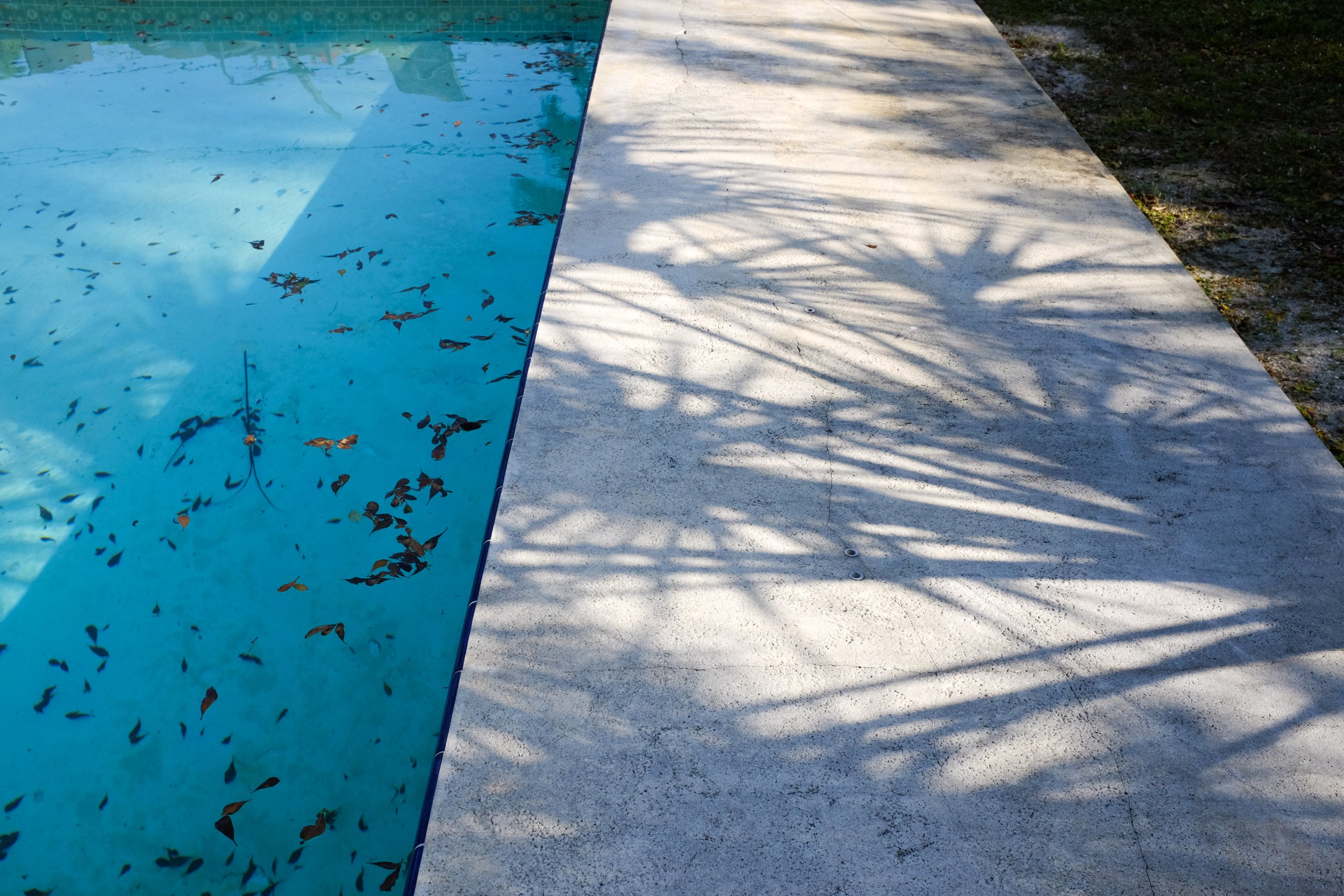 Part of a swimming pool filled with water and floating leaves, beside a concrete pool deck with shadows of plant leaves cast on it