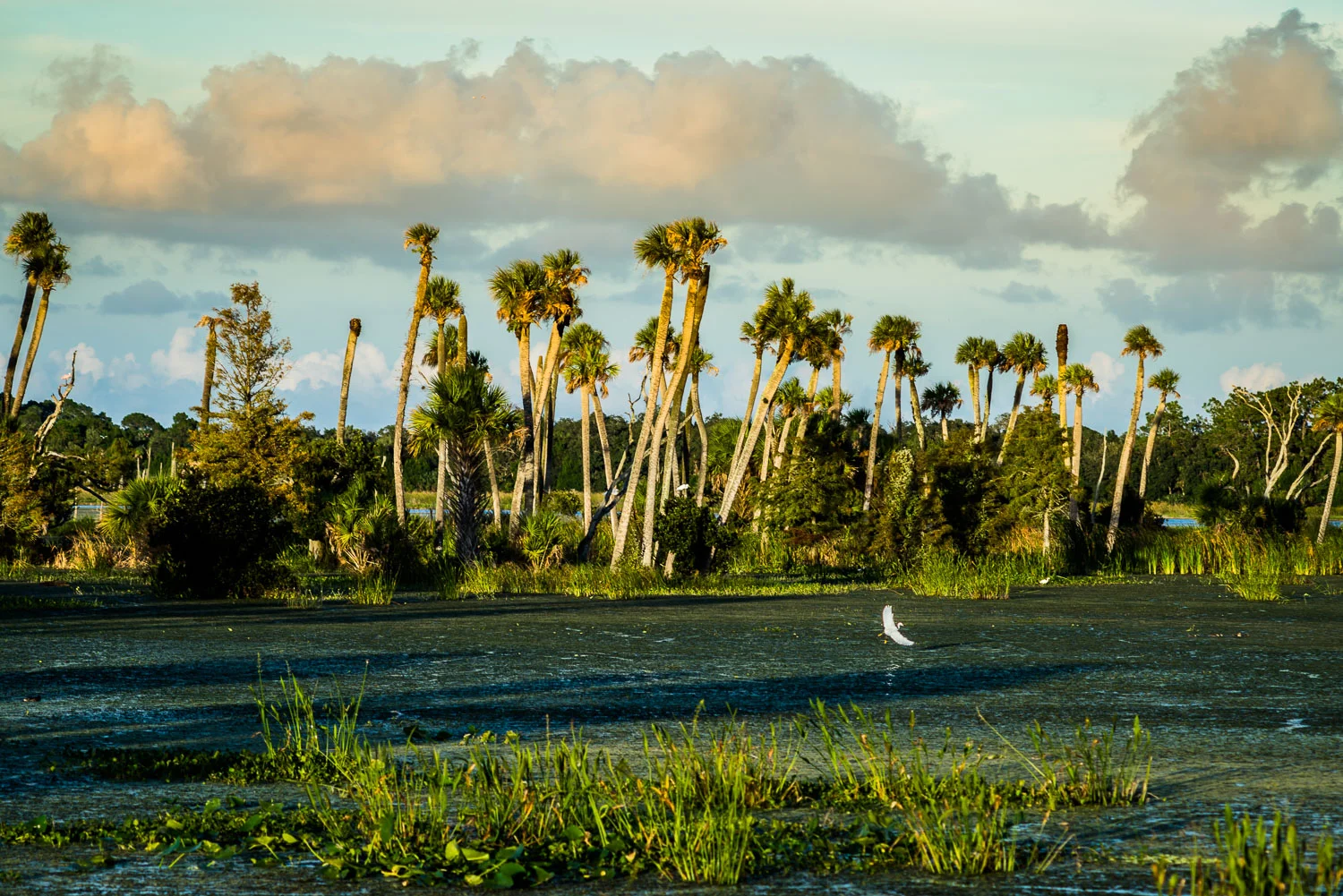 Orlando-01772.jpg
