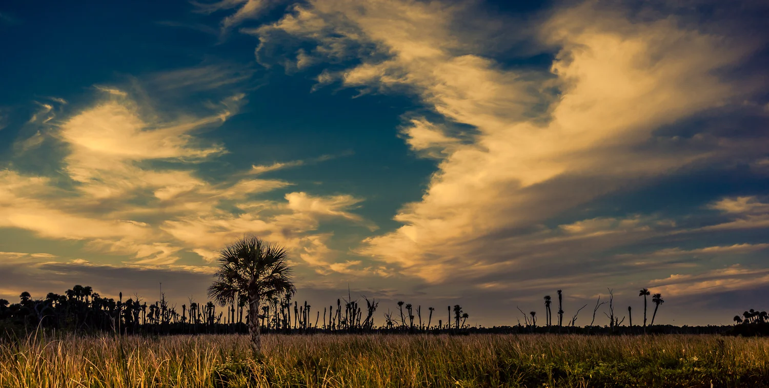 OrlandoWetlands-01800.jpg