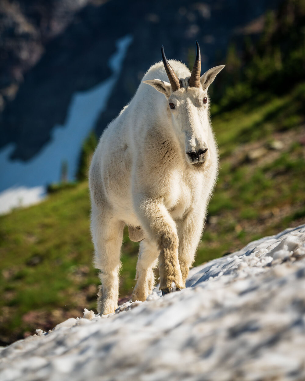 Mountain goat on Hidden Lake Pass