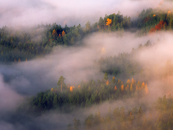 Name: Trees & Mists, Camera: Hasselblad H1, Lens: 210mm, Film: Fuji Velvia 50, Aperture: f/11, Exposure: 1/4s, Filters: Singh-Ray Warming Polariser