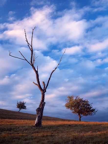 Caption: Tree Brothers, Camera: Linhof Techno, Lens: Rodenstock HR Digaron-W 5.6/90mm, Film: Fuji Velvia 50, Filters: Singh-Ray Warming Polarizer, Exposure: Unrecorded 