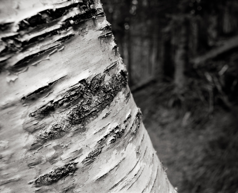 Title: Birch Detail, Camera: Mamiya RB 67 Pro SD, Lens: Sekor 50 mm, Film: Kodak T-Max 100, Exposure: 1", f 16, Chamonix, France, 2016