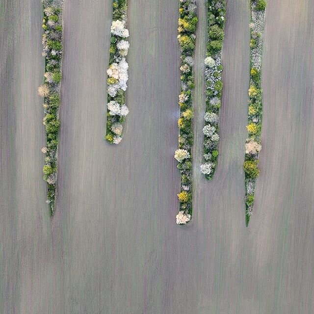 Flying over fields in Central Bohemian Highlands...
.
.
.
.
.
#djiglobal #ceskestredohori #ceskakrajina #fromwhereidrone #droneoftheday #earthpix #master_gallery #worldprime #face_of_the_earth #igerscz #worldshotz #droneporn #landandcolors #exquisite
