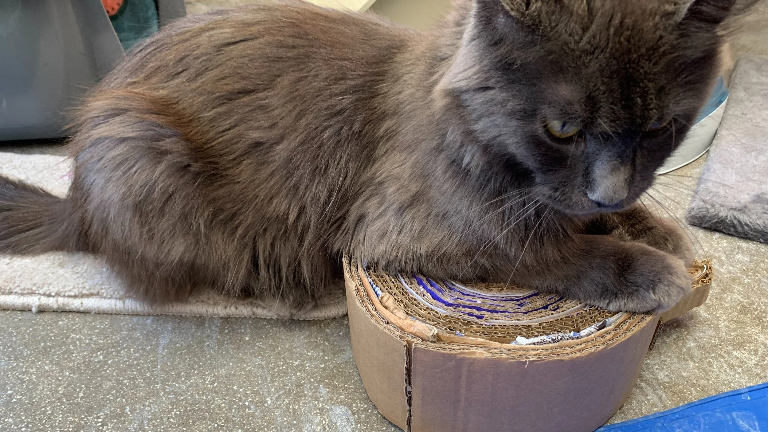 Paws and Crafts with Bristol Animal Rescue Centre