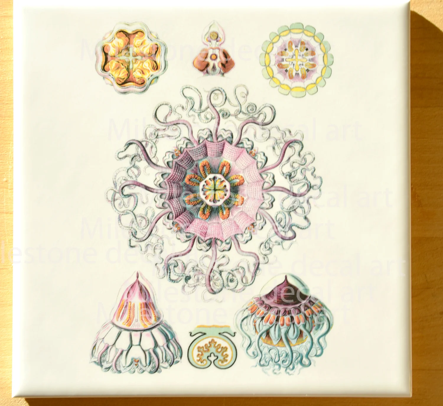 Pink Jellyfish Illustrations Not Foodsafe Glass Fusing Decal