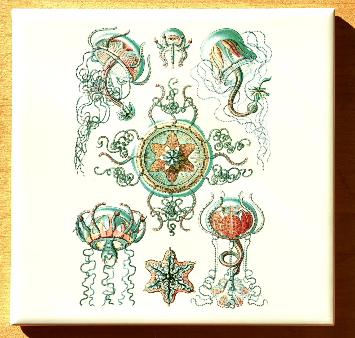 Green/Brown Jellyfish Illustrations - Not Foodsafe - Glass Fusing Decal, Ceramic Decal, Enamel Decal