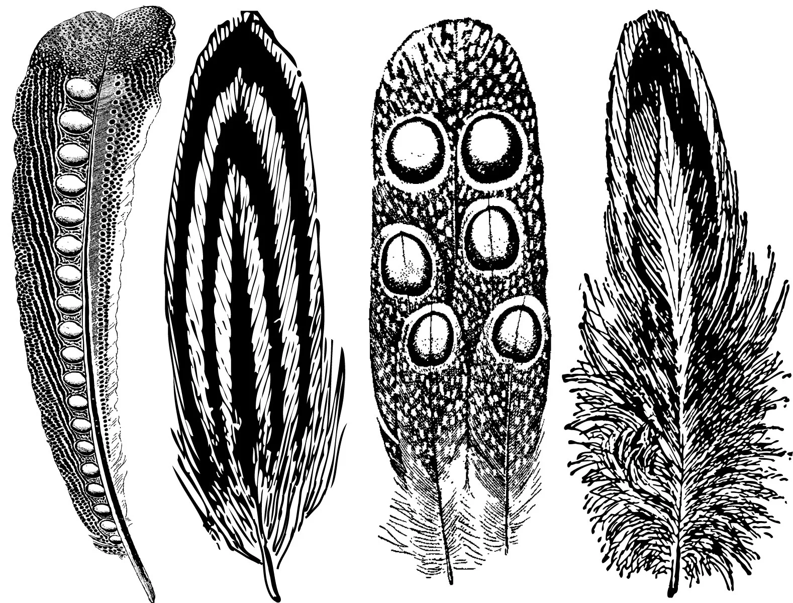 Feathers#2.jpg