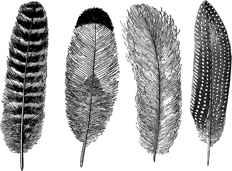 Feathers.jpg