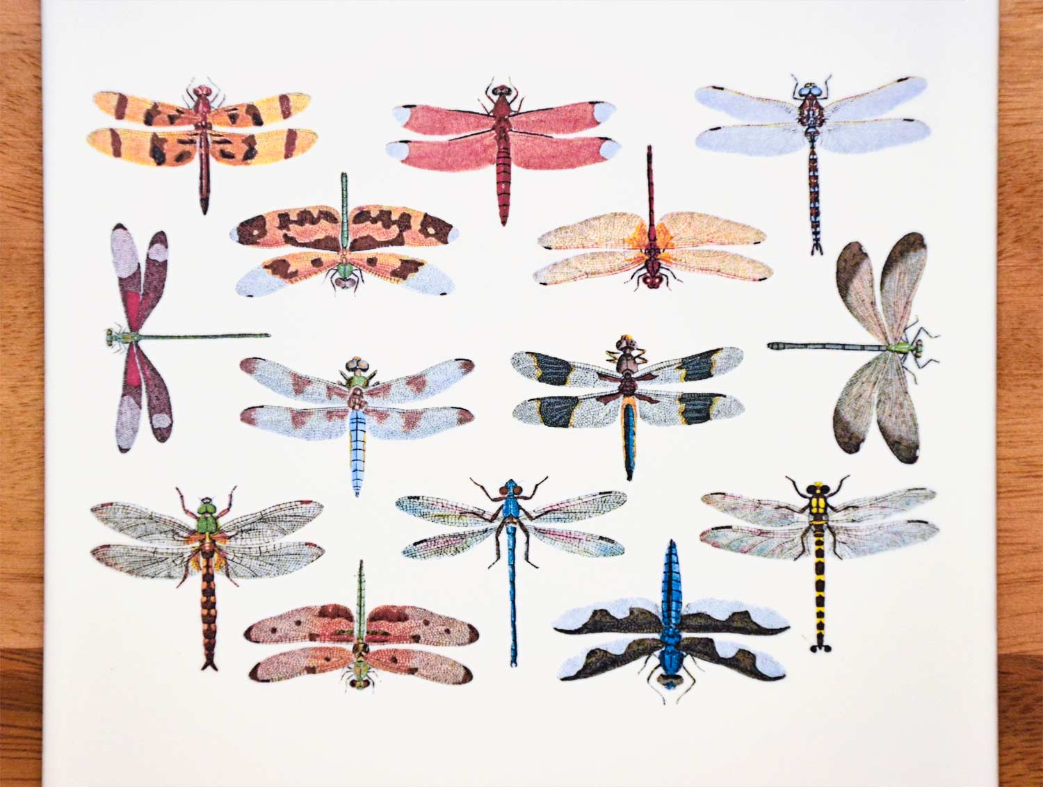 Colorful Fused Glass Dragonflies 