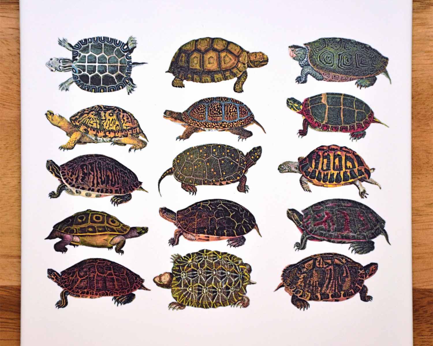 Beware of the Turtle Pet House 160mm x 105mm Plastic Sign / Sticker Garden 