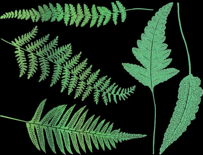 Fern Fronds Black or White  5" X 3.5" Card Fused Glass Decals 