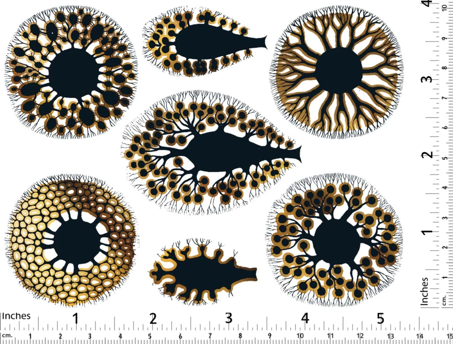 Sea-Anemone-BLack-and-Gold-with-rulers.jpg